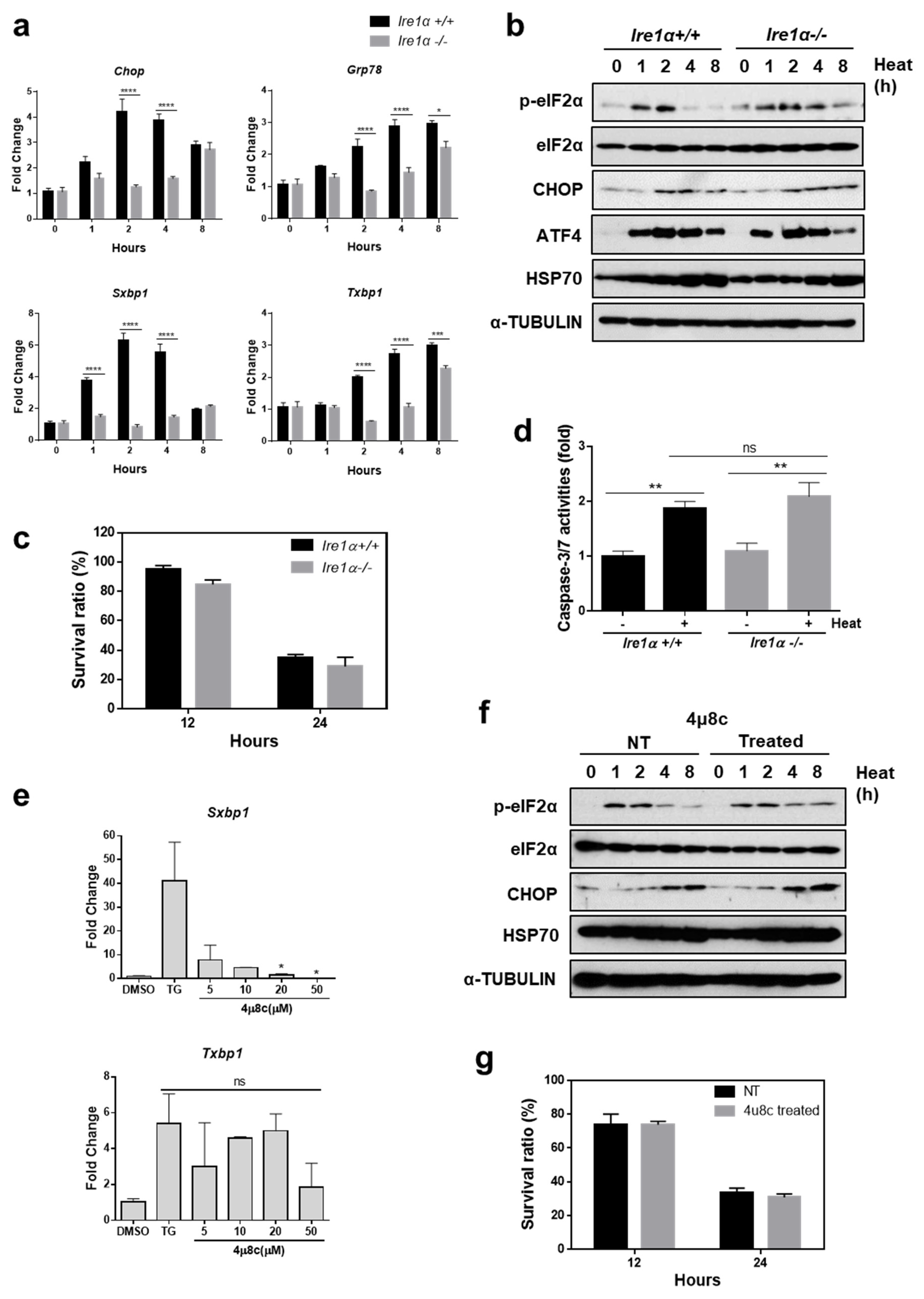 Cells 07 00254 g002 Cells 07 00254 g002