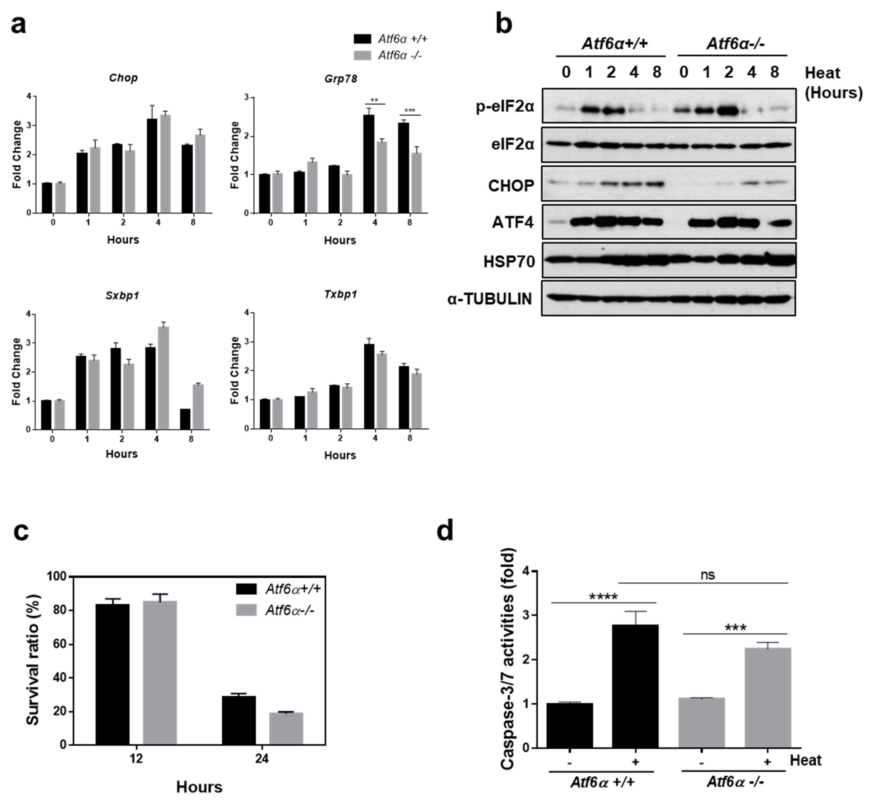 Cells 07 00254 g003 Cells 07 00254 g003