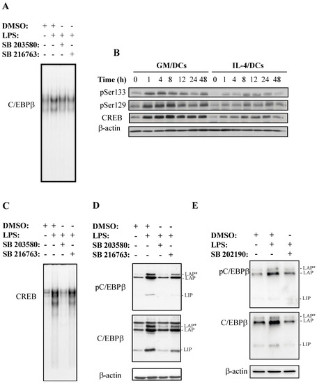 キム Frontiers | p38 MAPK Signaling in Osteoblast Differentiation