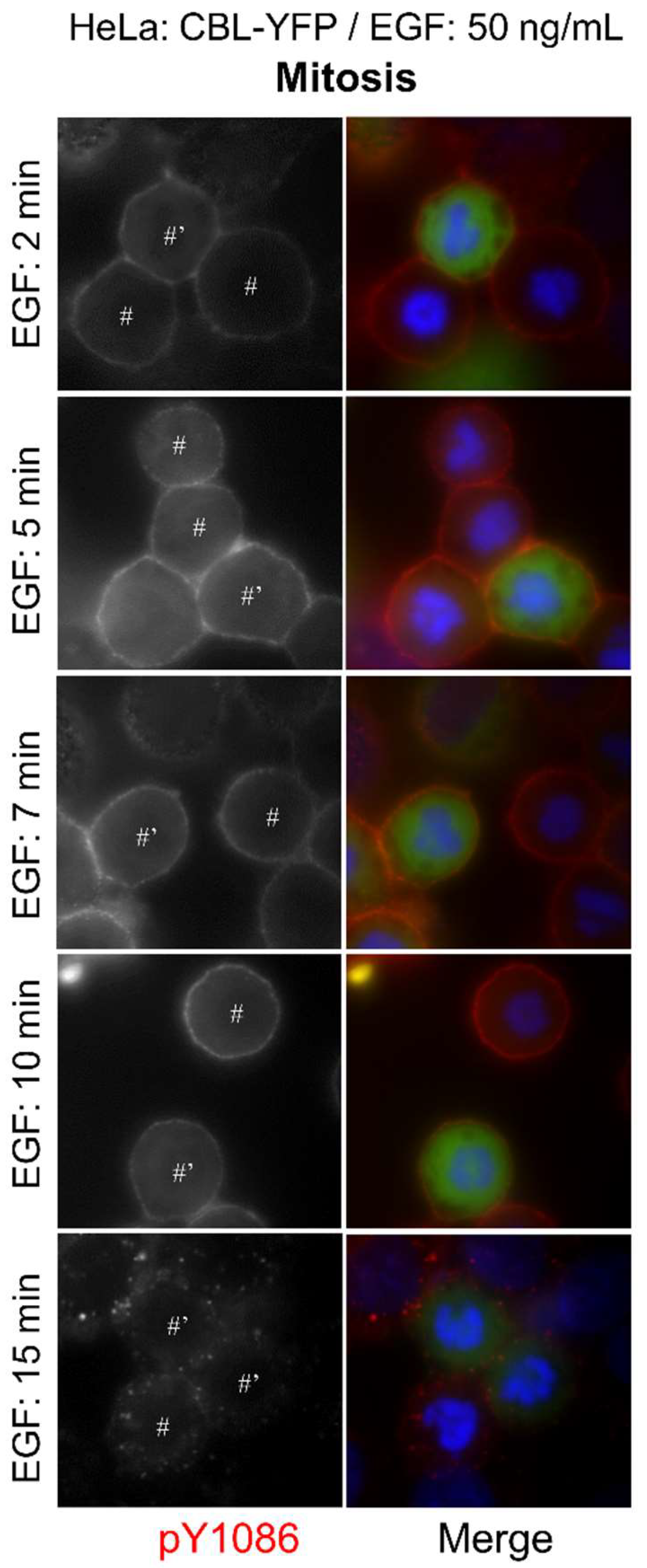 Cells 07 00257 g004 Cells 07 00257 g004