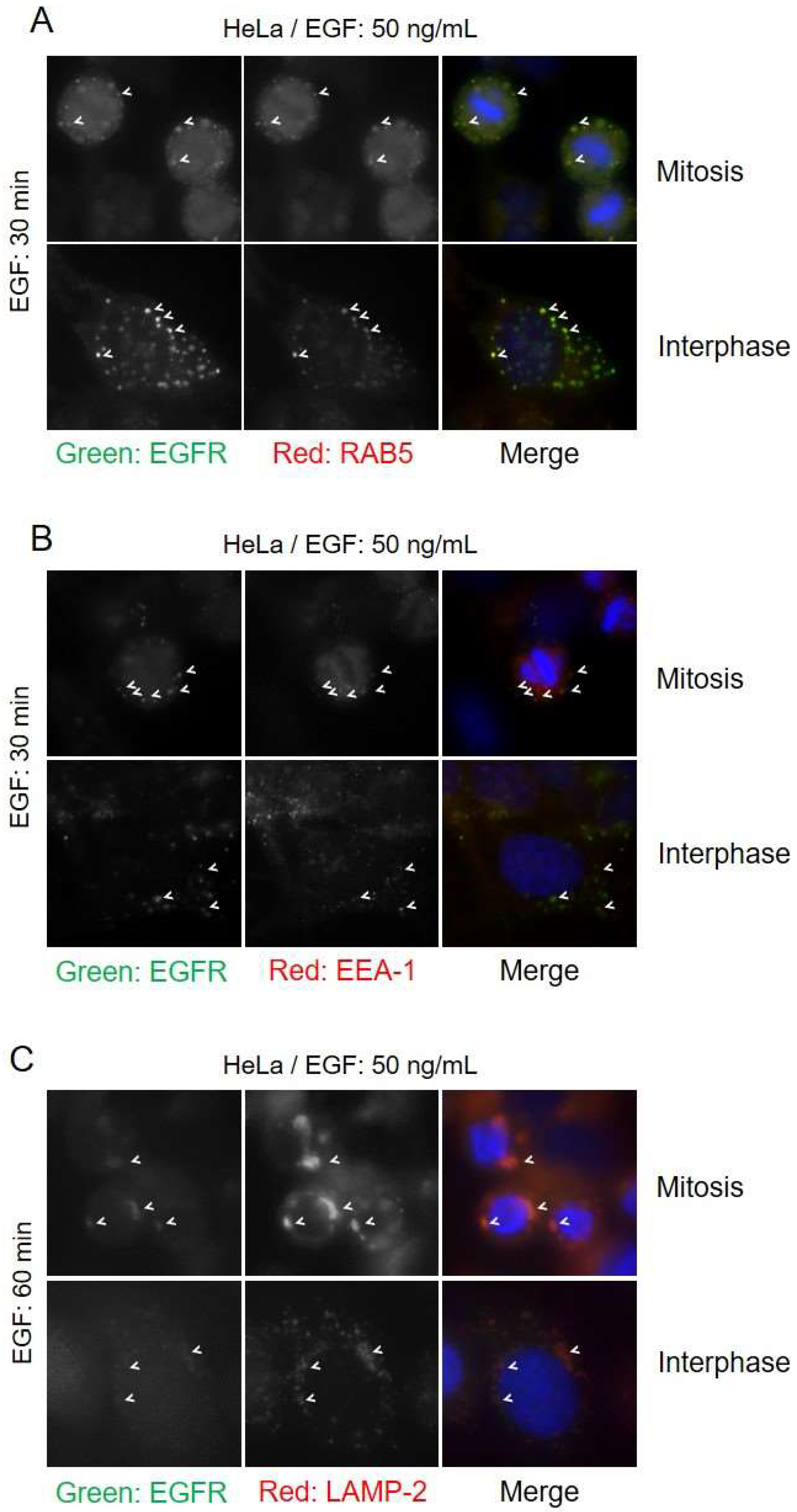 Cells 07 00257 g007 Cells 07 00257 g007