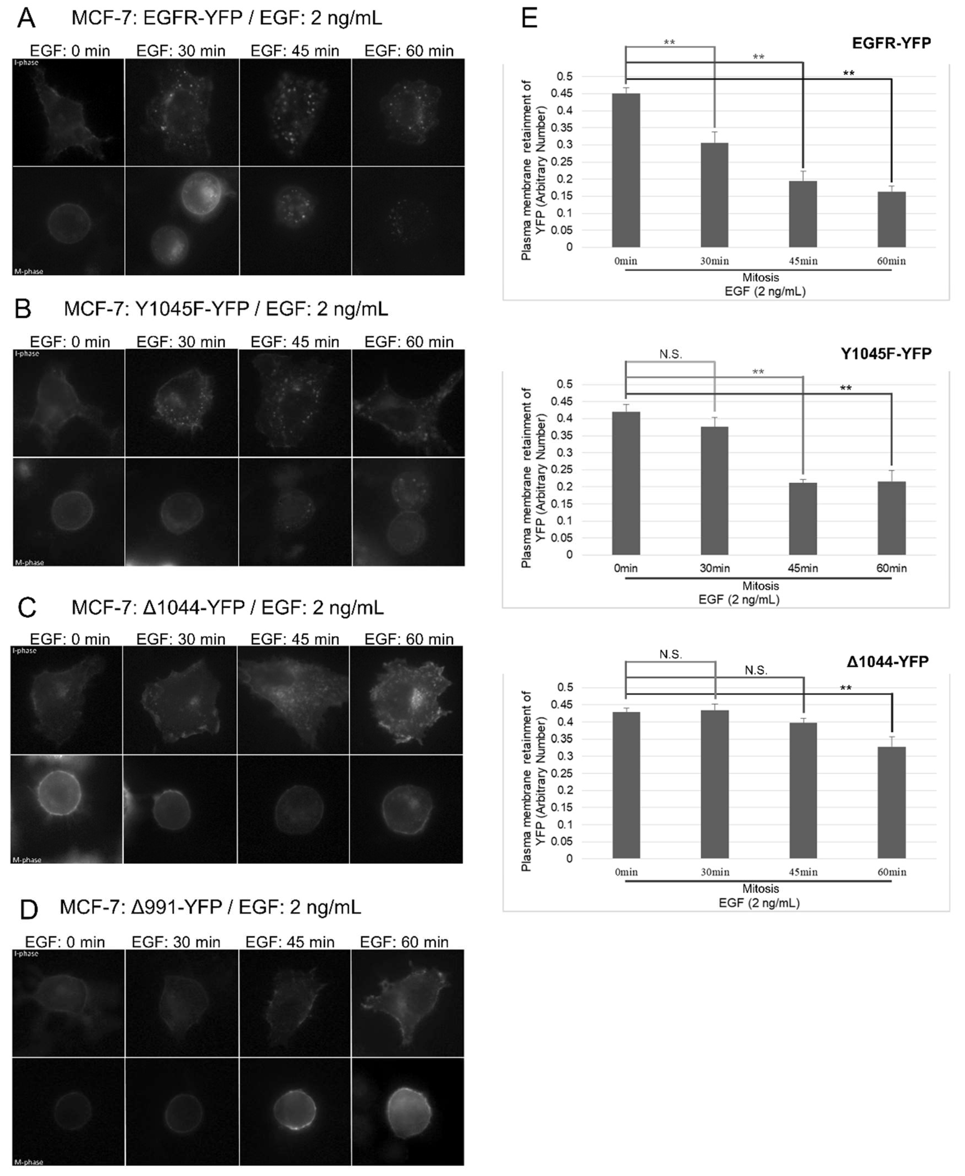 Cells 07 00257 g008 Cells 07 00257 g008
