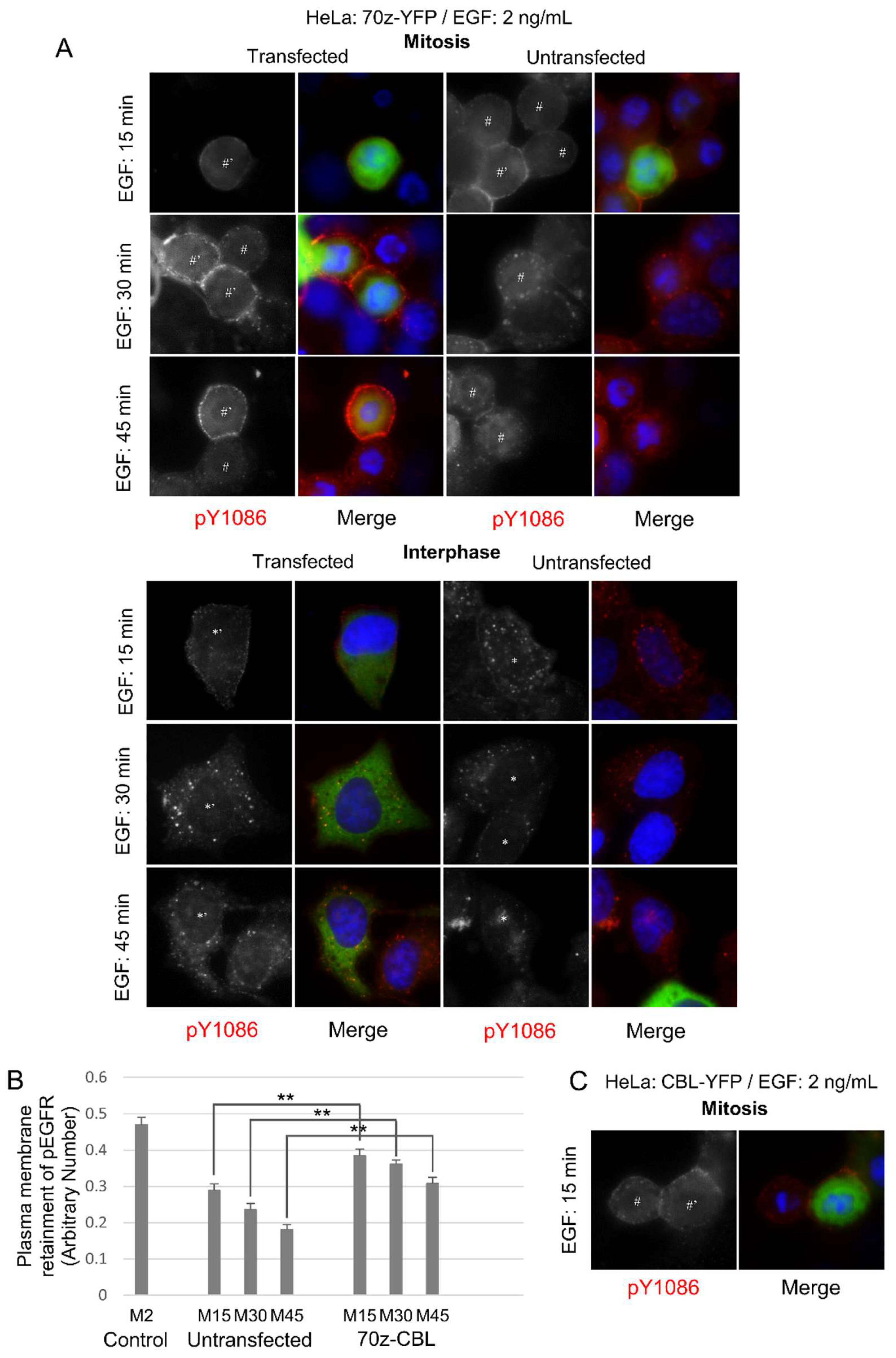 Cells 07 00257 g009 Cells 07 00257 g009