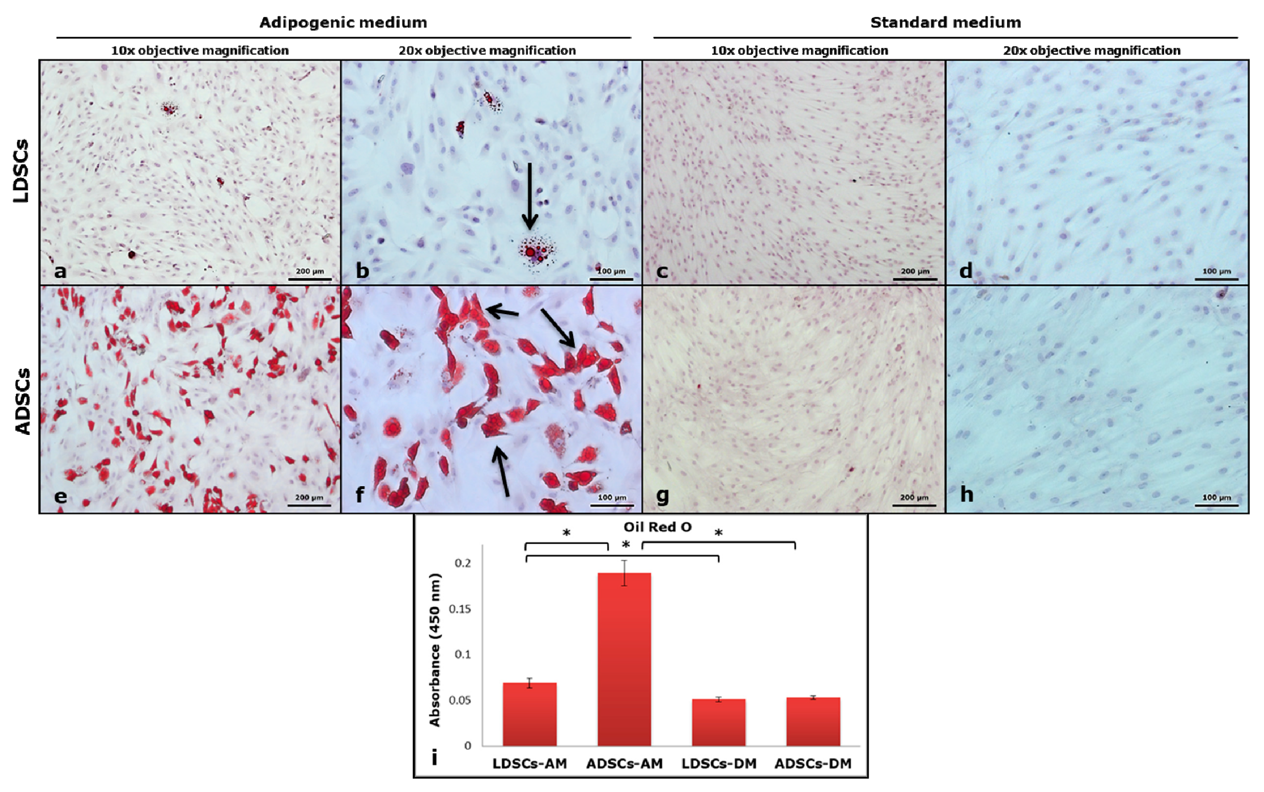 Cells 07 00260 g005 Cells 07 00260 g005