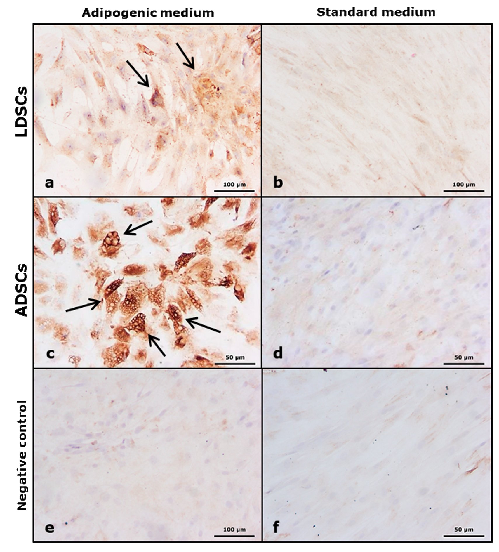 Cells 07 00260 g006 Cells 07 00260 g006