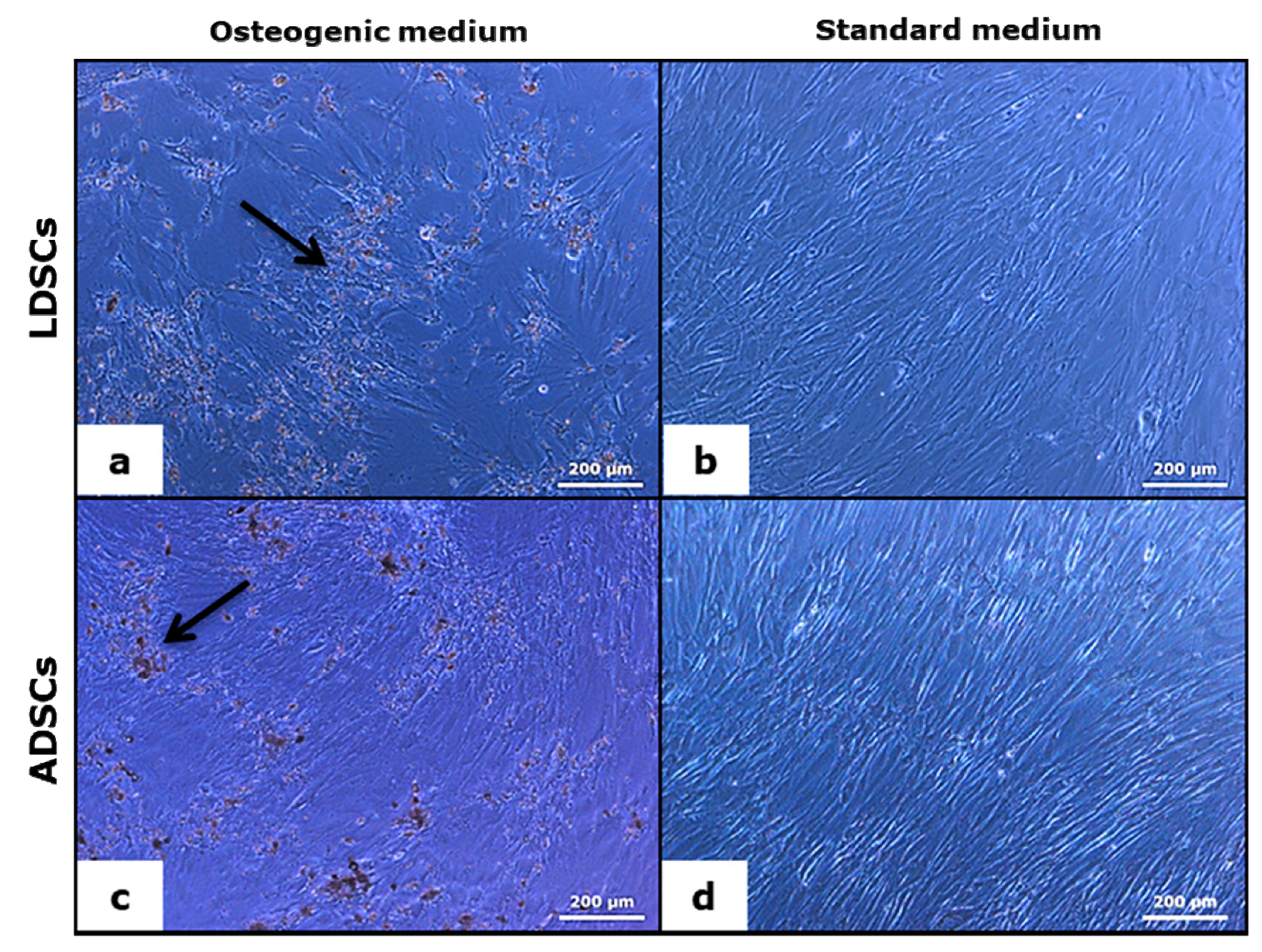 Cells 07 00260 g009 Cells 07 00260 g009