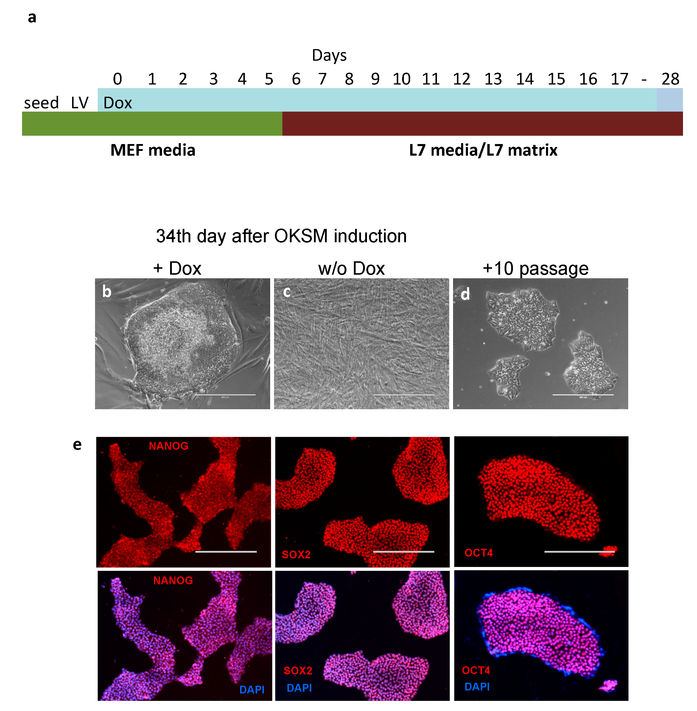 Cells 07 00261 g001