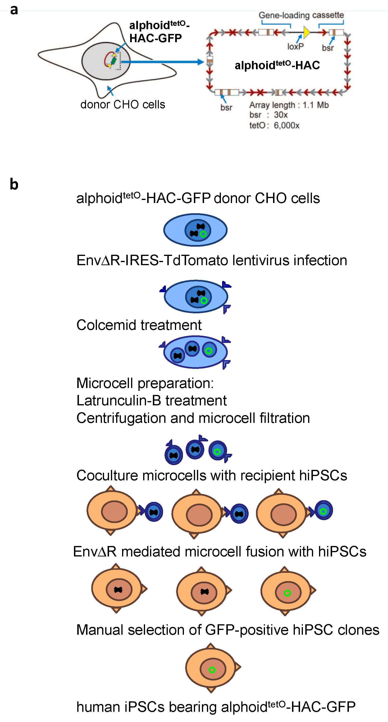 Cells 07 00261 g002