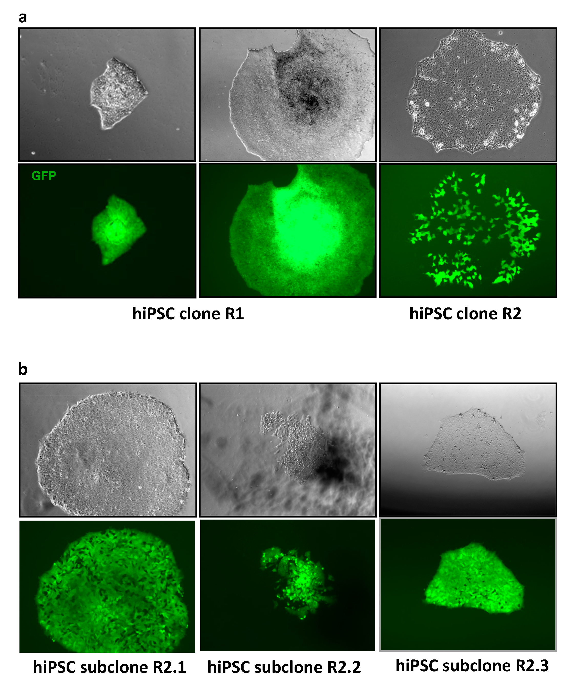 Cells 07 00261 g003