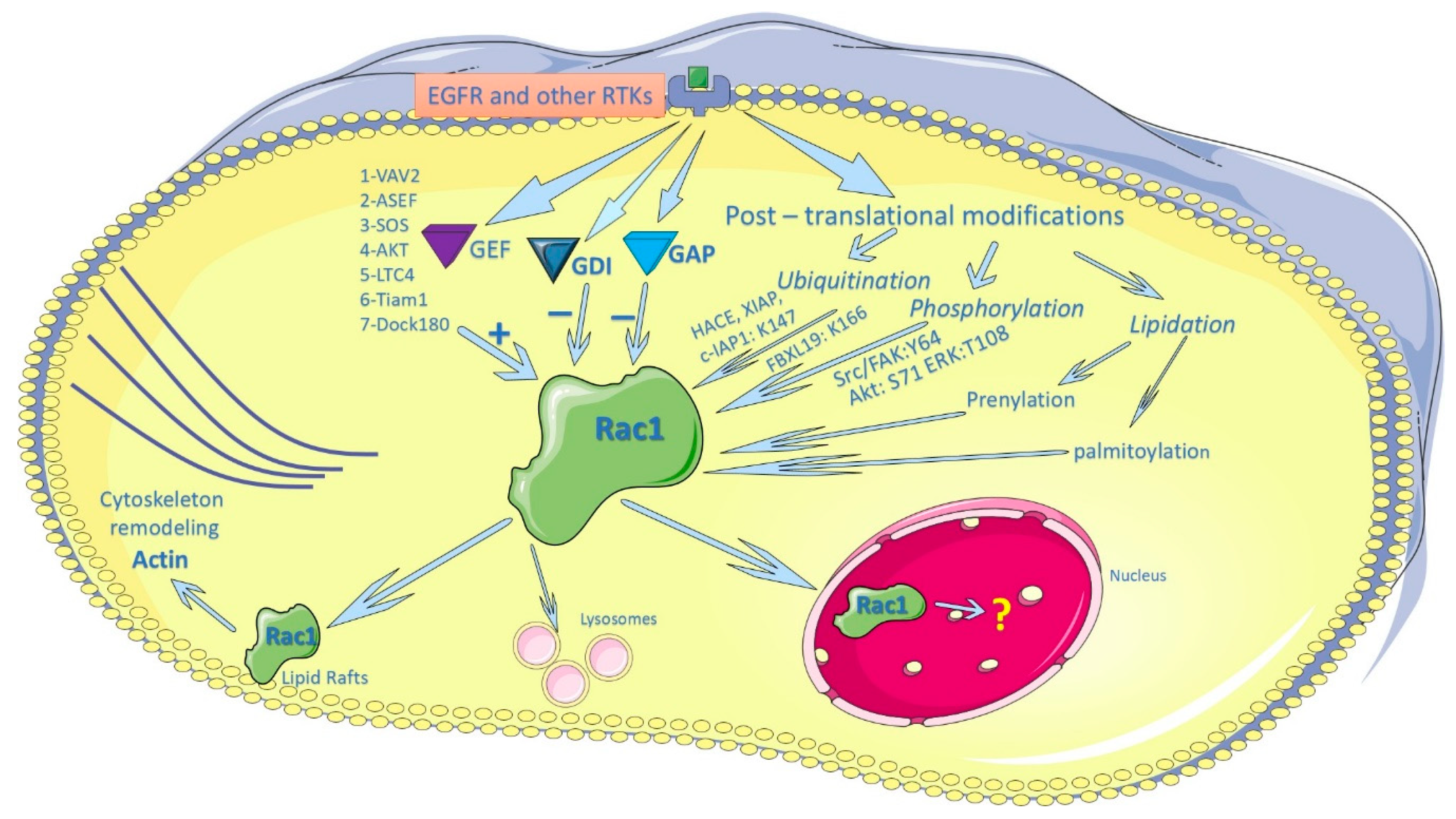 Cells 07 00263 g003 Cells 07 00263 g003
