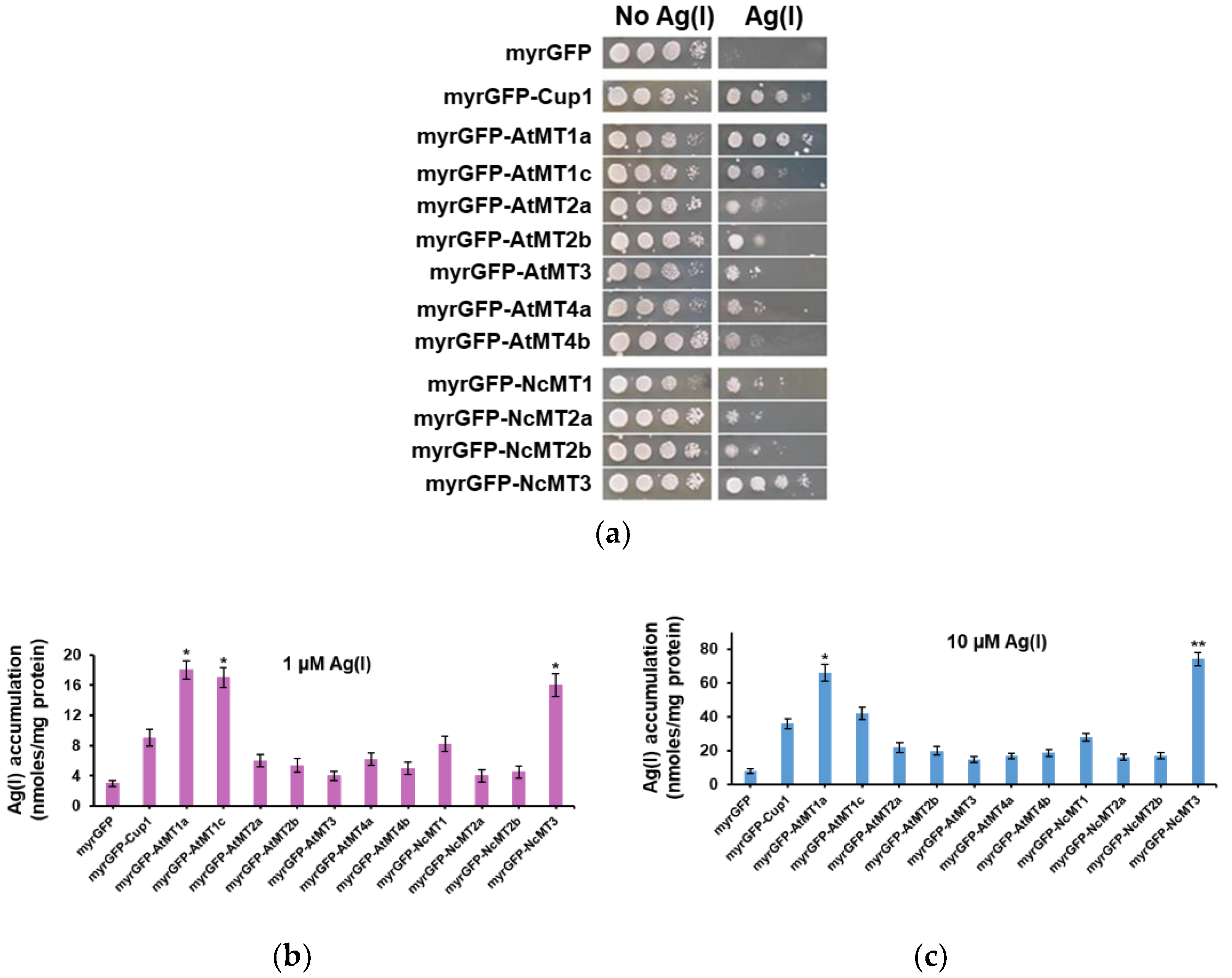 Cells 07 00266 g003 Cells 07 00266 g003