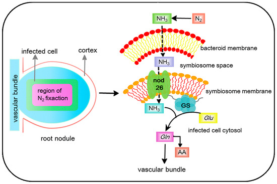 cells an open access journal from mdpi cell picture