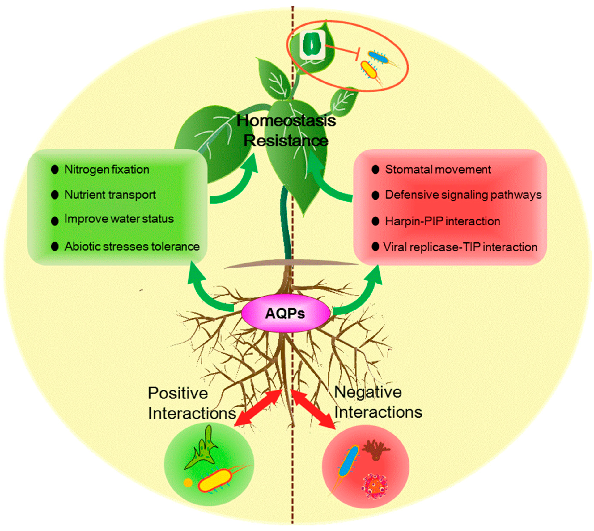 гомеостаз растений. гомеостаз примеры. гомеостаз клетки. гомеостаз растений. гомеостаз у растений.