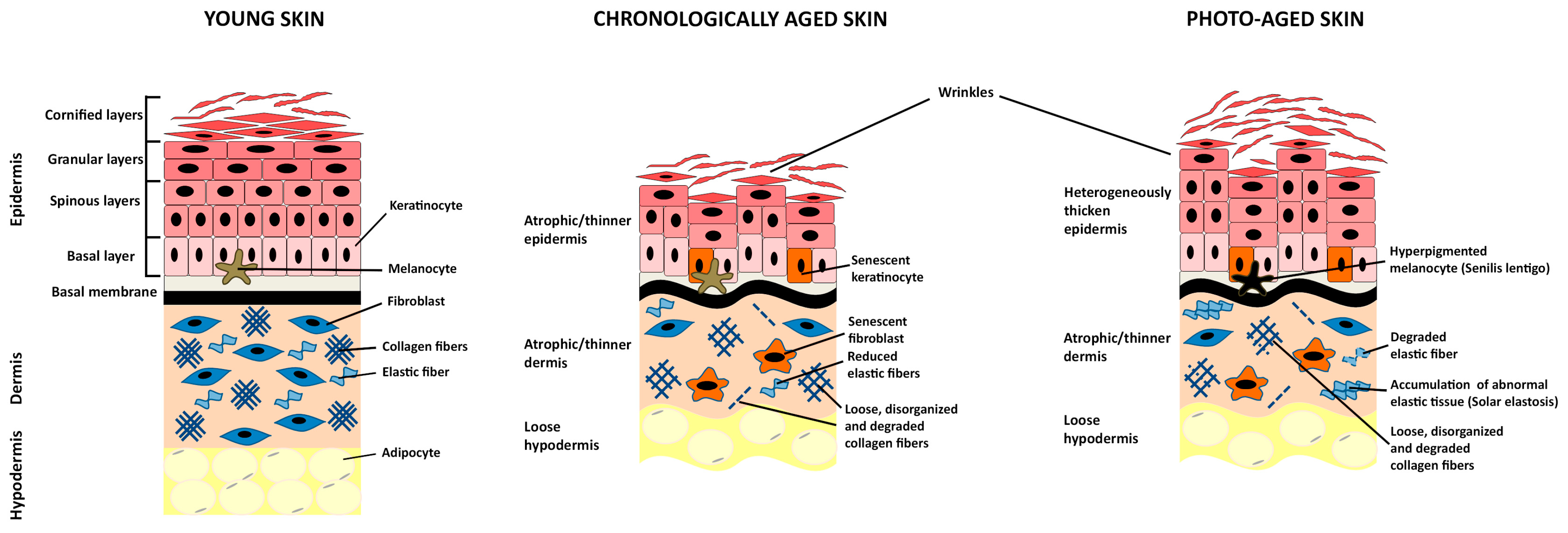 ser reversiv anti-îmbătrânire skin vivo