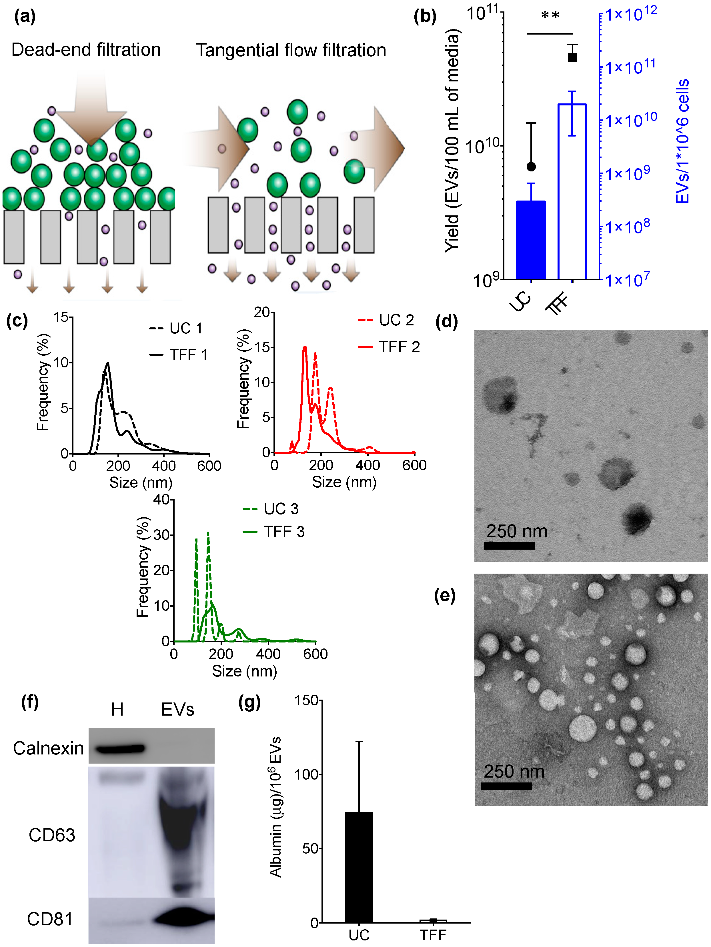 cells free full text tangential flow filtration for tangential flow filtration