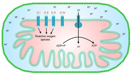 Cells | Special Issue : Mitochondrial Biology in Health and Disease