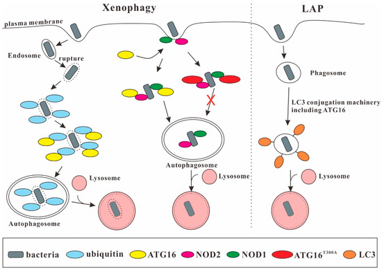 The Role of ATG16 in Autophagy and The Ubiquitin Proteasome System