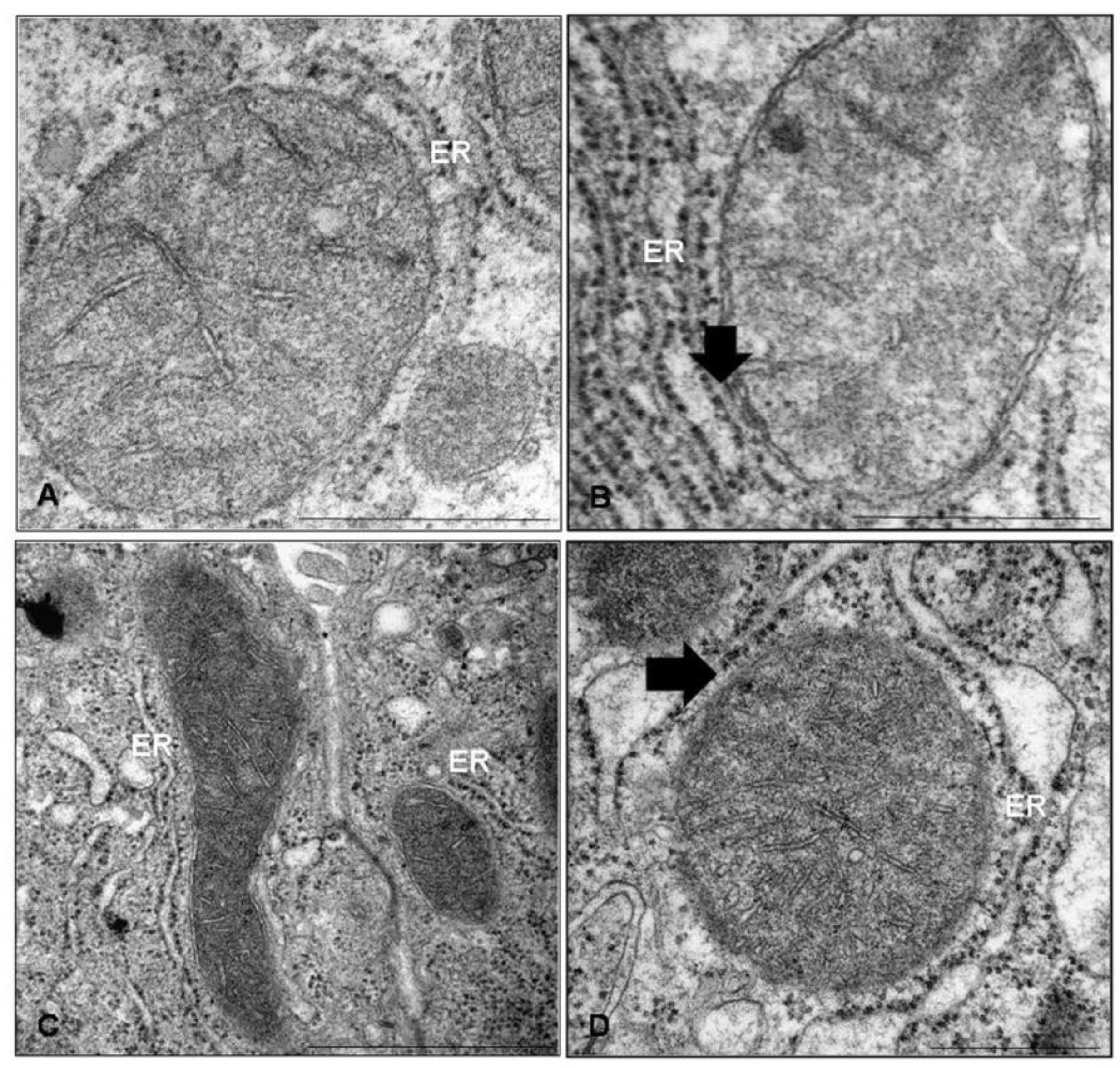 Cells 08 00005 g001 Cells 08 00005 g001