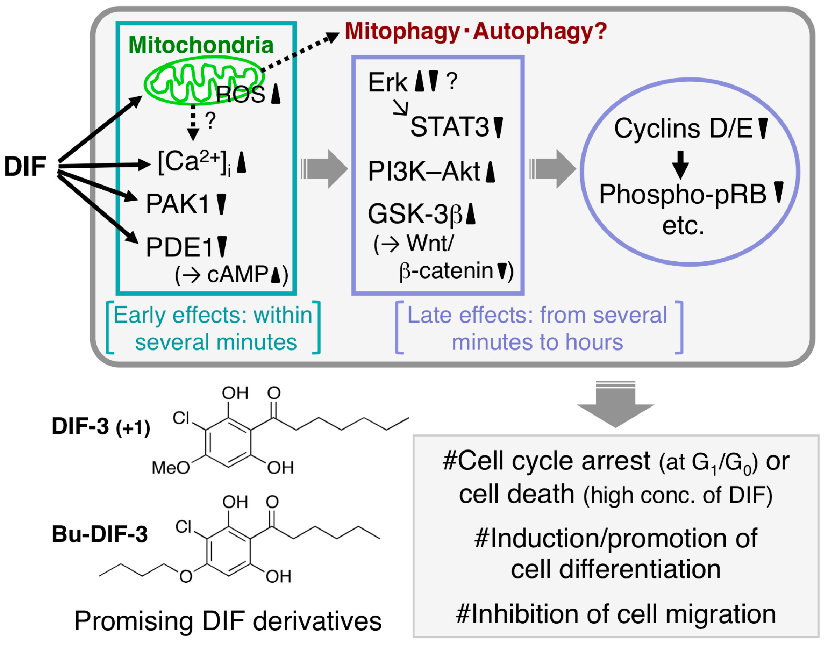 Cells 08 00006 g004 Cells 08 00006 g004