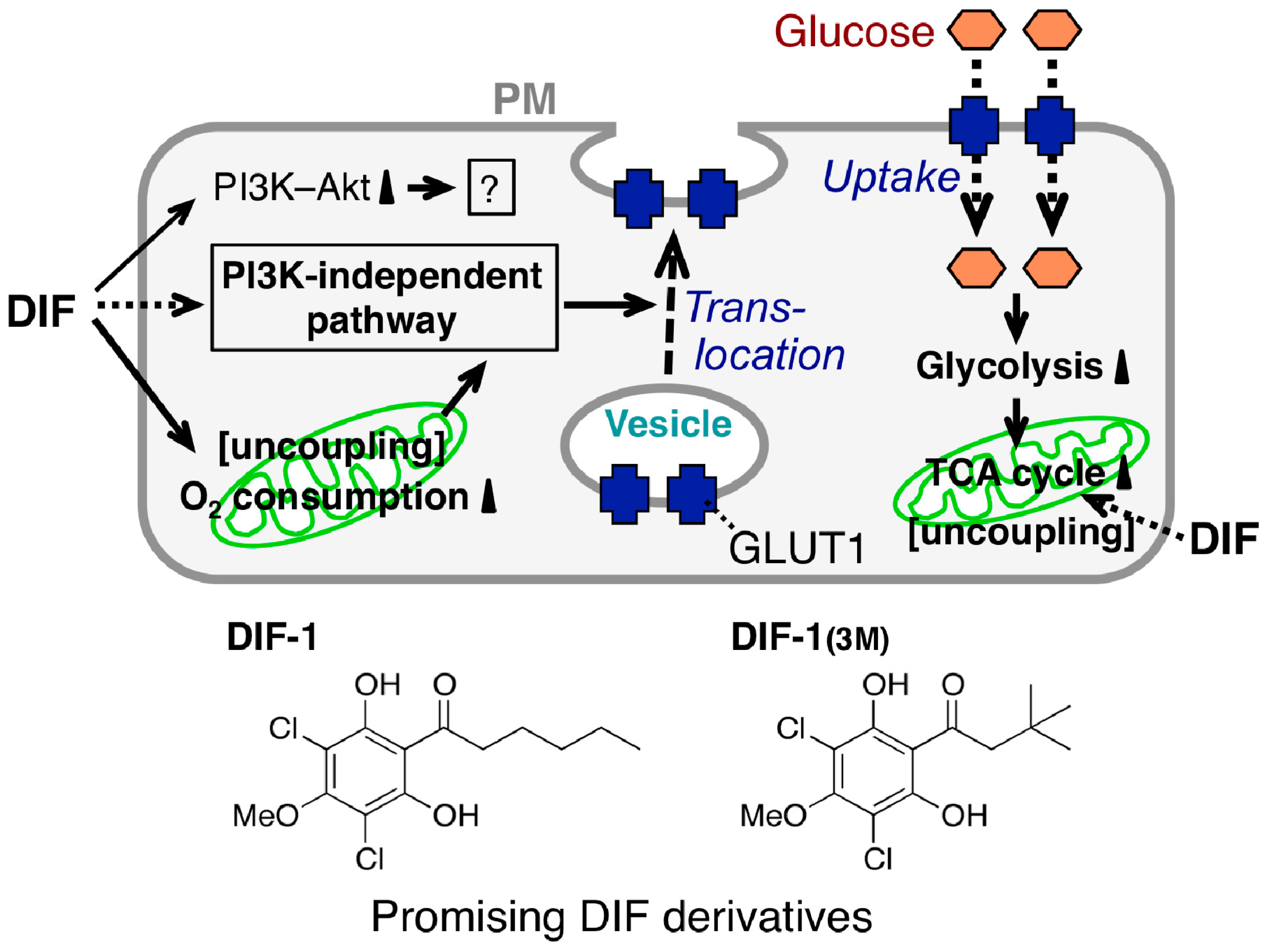 Cells 08 00006 g006 Cells 08 00006 g006