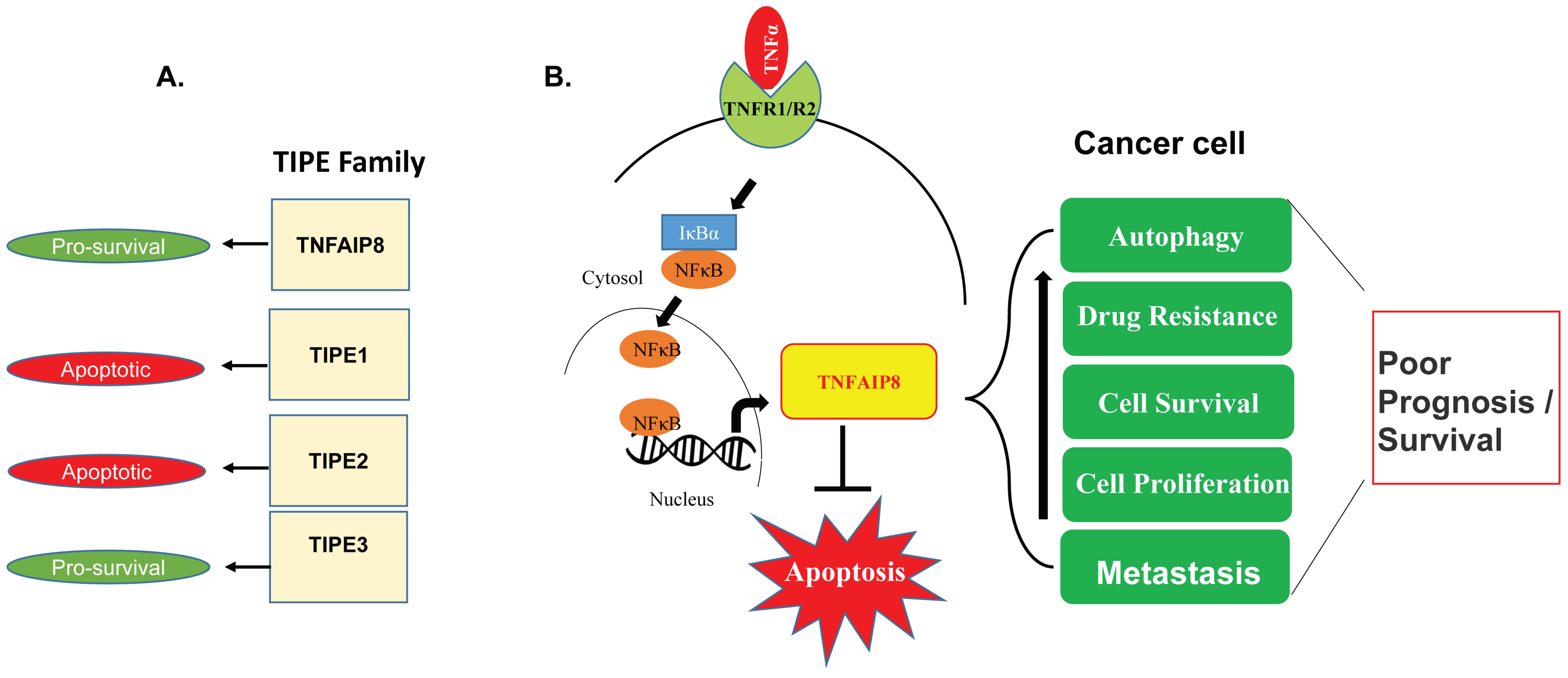 Oncogenic Role of Tumor Necrosis Factor α-Induced Protein 8