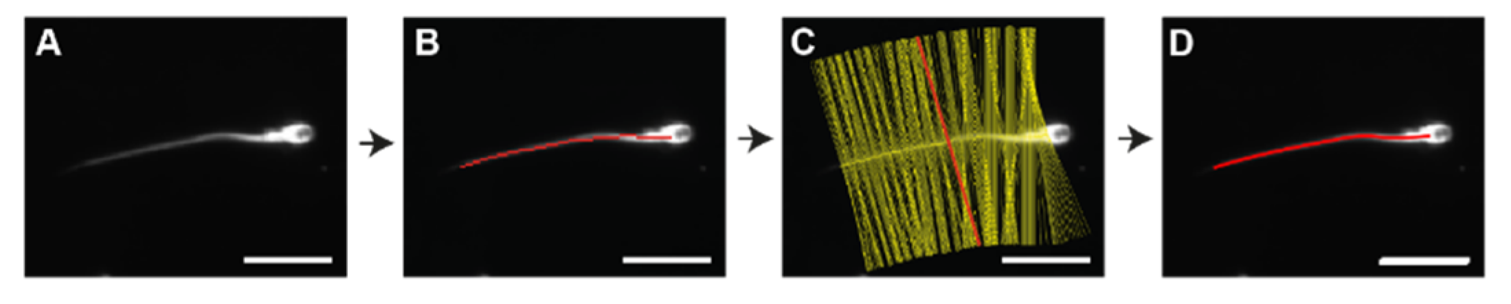 Cells 08 00010 g002 Cells 08 00010 g002