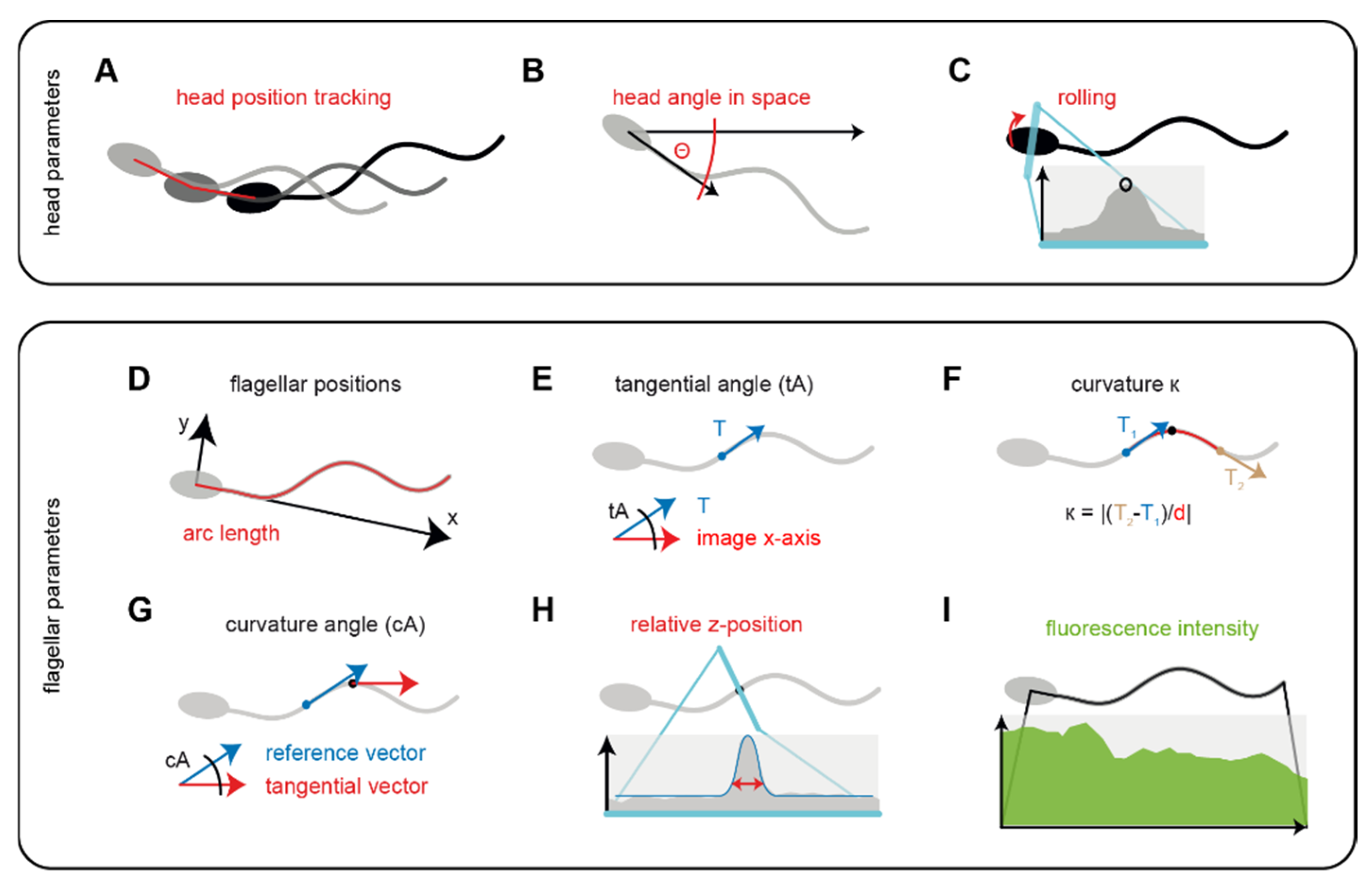 Cells 08 00010 g003 Cells 08 00010 g003