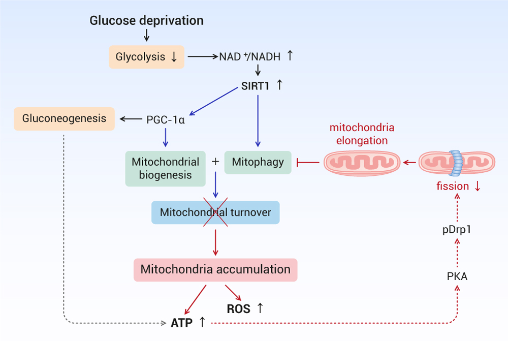 Cells | Free Full-Text | A Rise in ATP, ROS, and Mitochondrial 