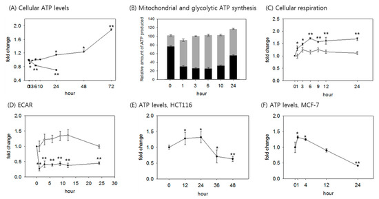 A Rise in ATP, ROS, and Mitochondrial Content upon Glucose