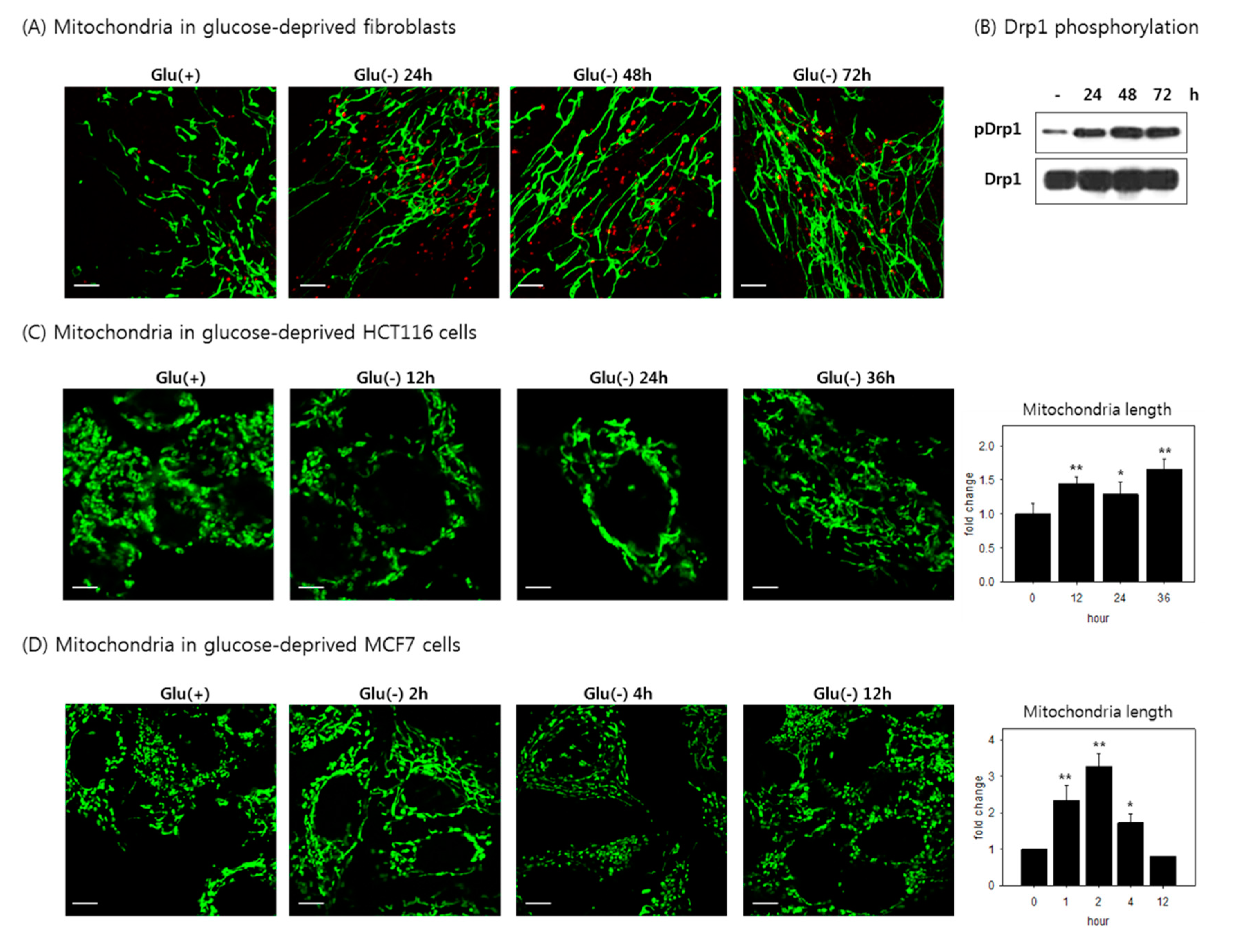 Cells 08 00011 g006 Cells 08 00011 g006