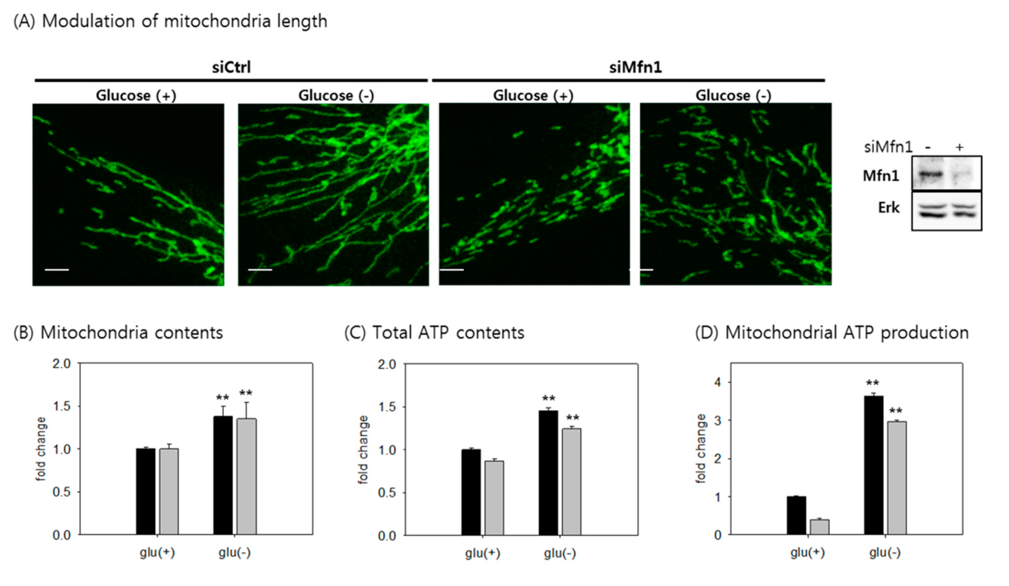 Cells 08 00011 g007 Cells 08 00011 g007