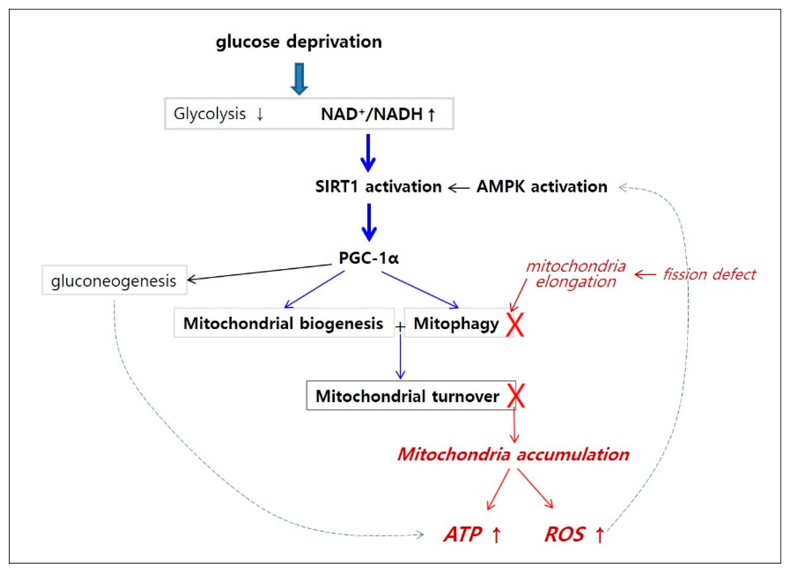 Cells 08 00011 g008 Cells 08 00011 g008