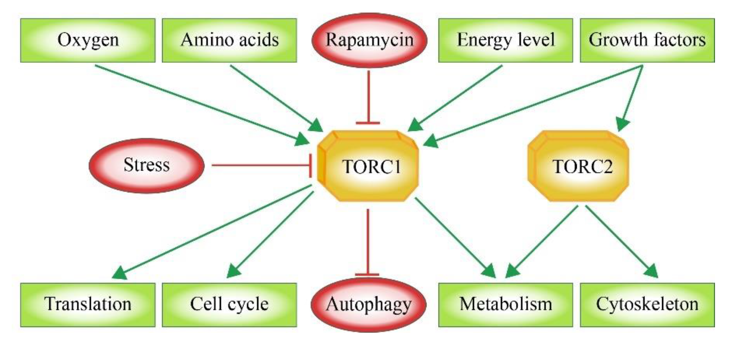 Cells 08 00018 g001 Cells 08 00018 g001