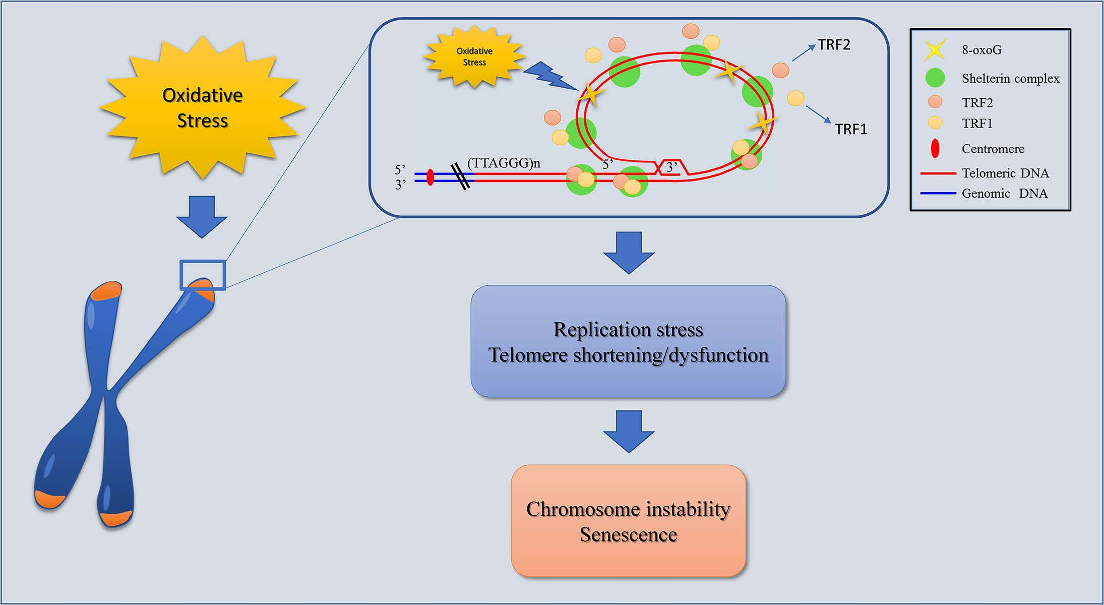 photo Chromosome Labeled Telomeres oxidative stress induces telomere