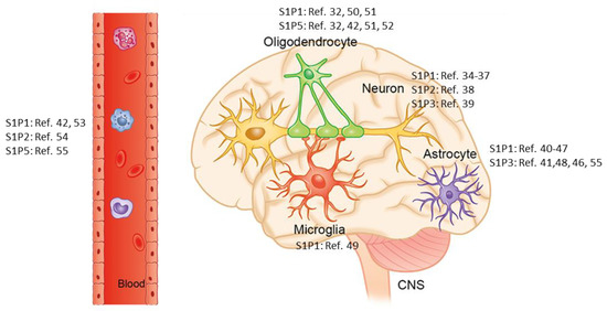Mechanism of Siponimod: Anti-Inflammatory and
