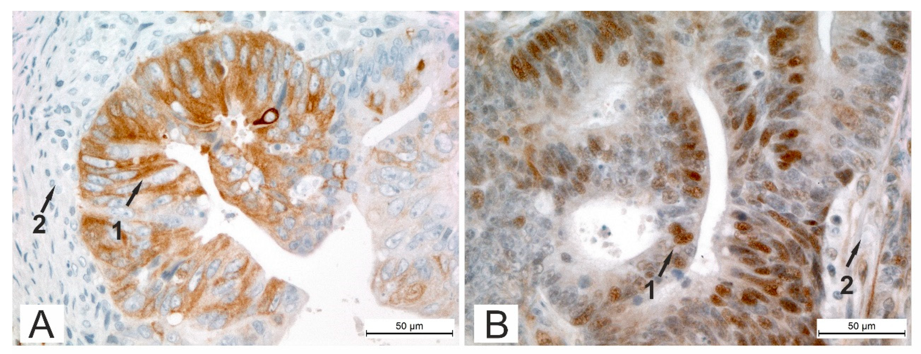 Cells 08 00025 g002 550