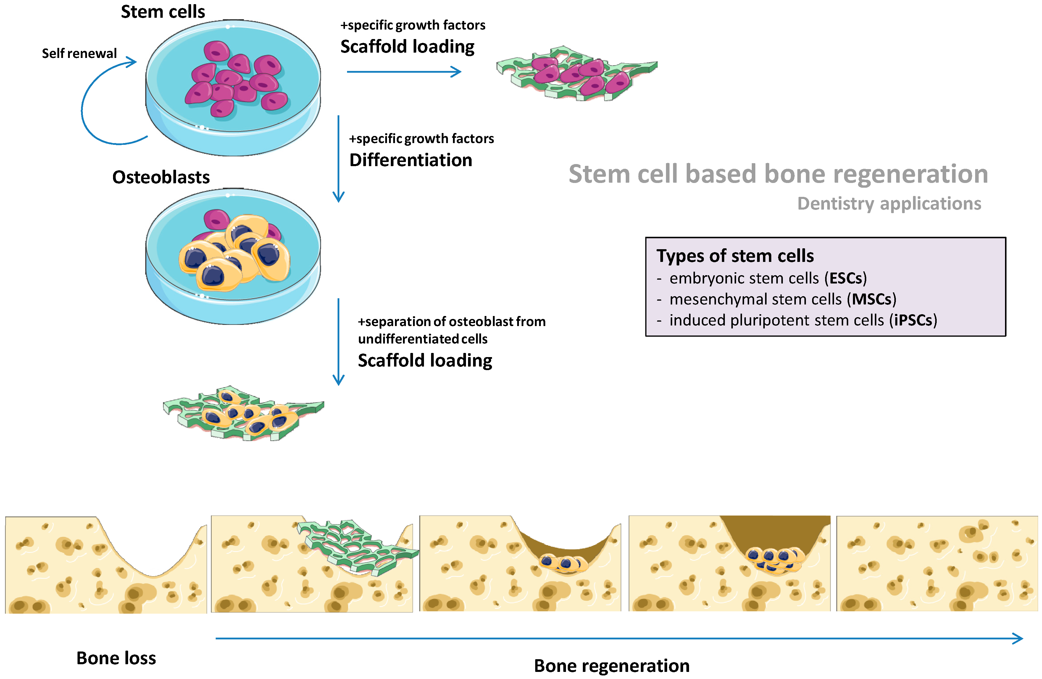 The Potential of Different Origin Stem Cells ... Biology Diagrams