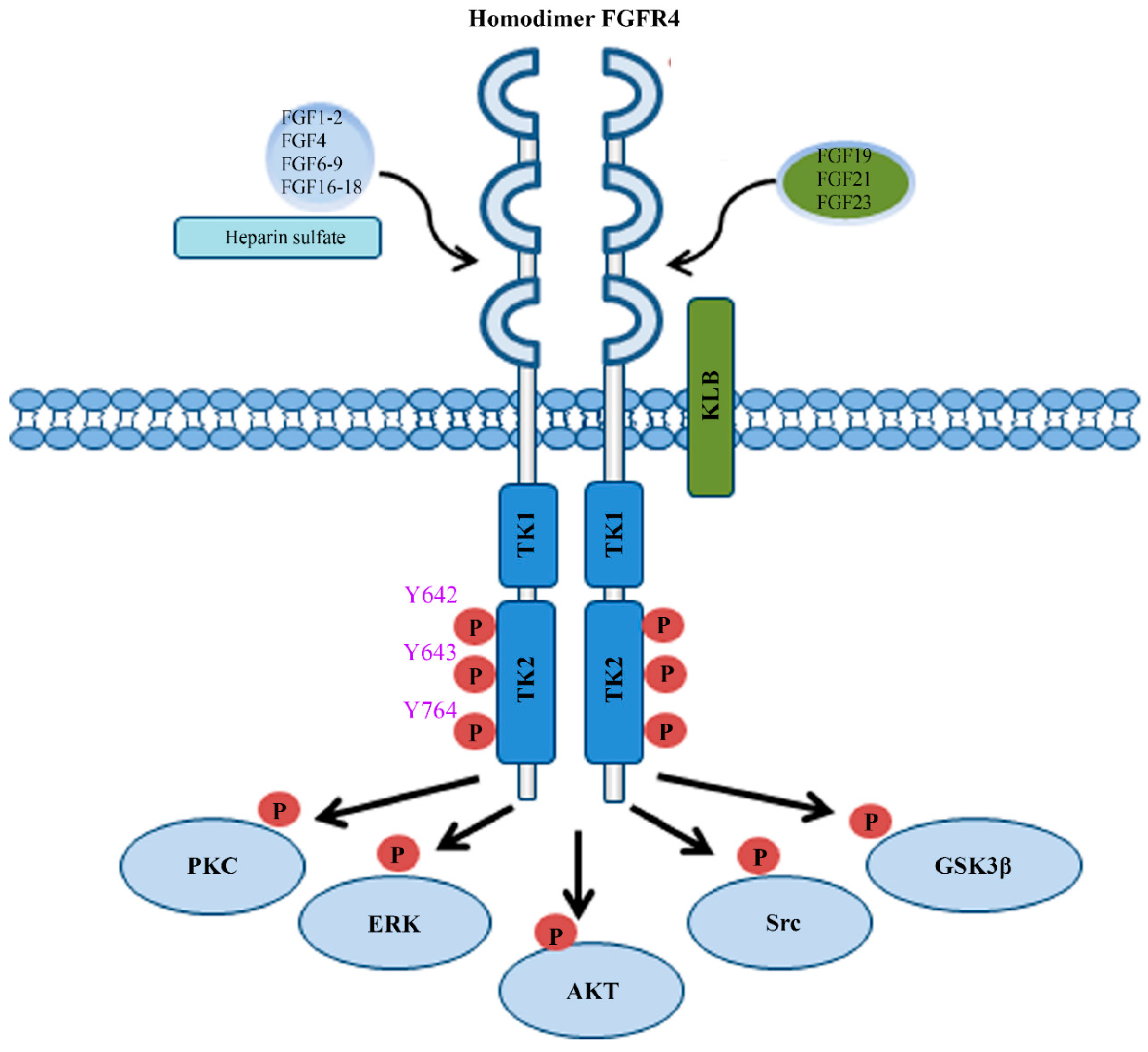 Cells Free Full Text Fibroblast Growth Factor Receptor 4