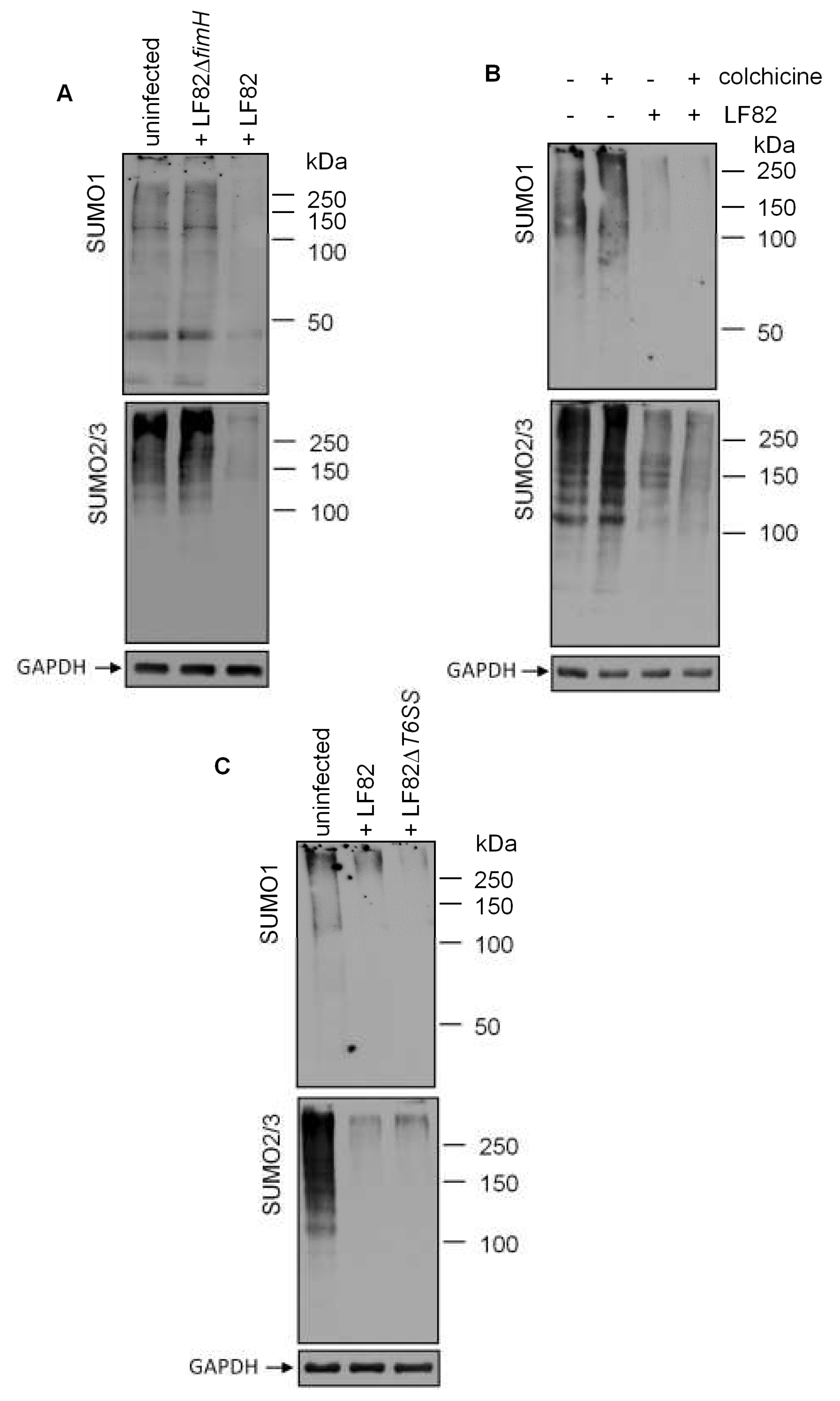 Cells 08 00035 g004 Cells 08 00035 g004