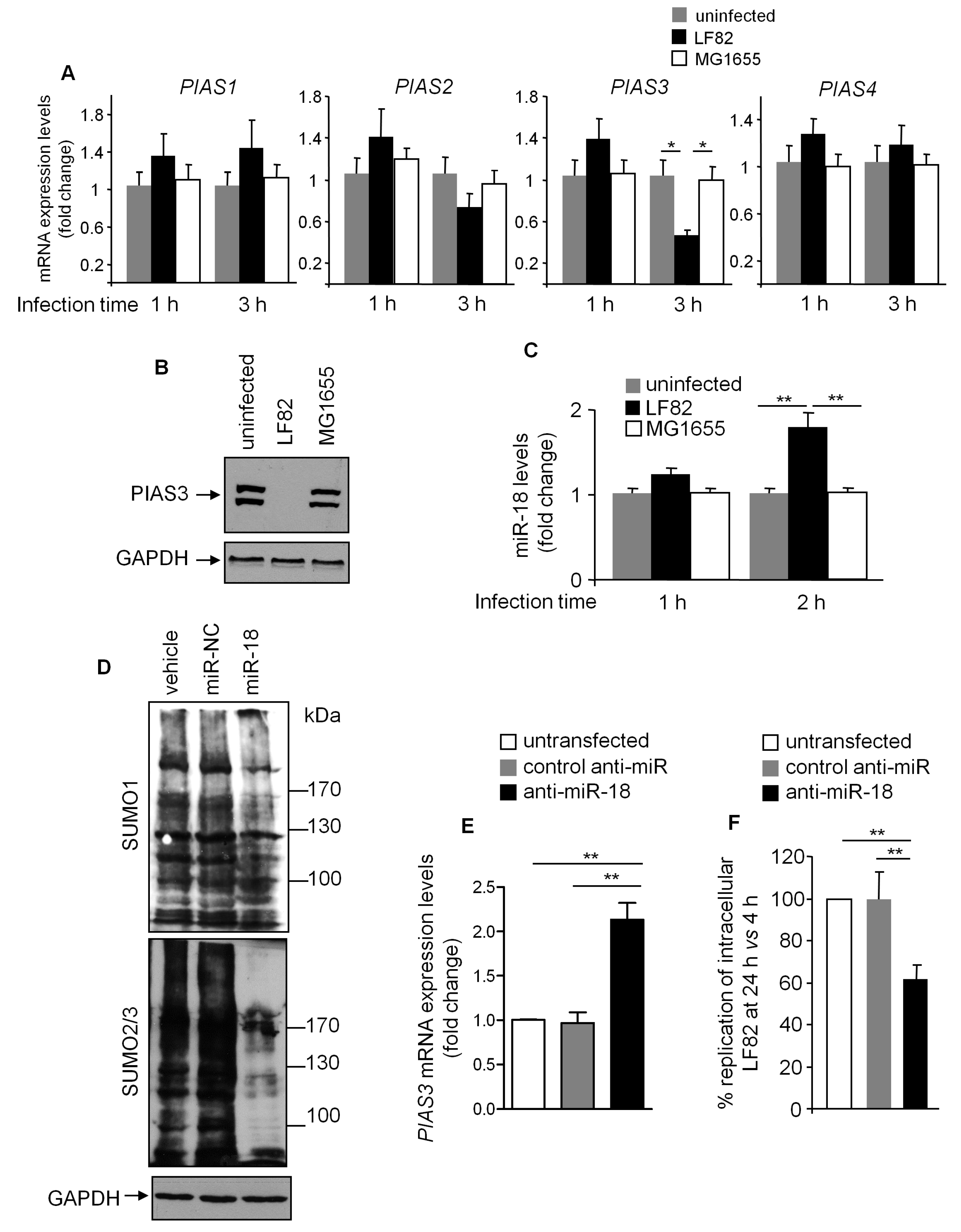 Cells 08 00035 g006 Cells 08 00035 g006