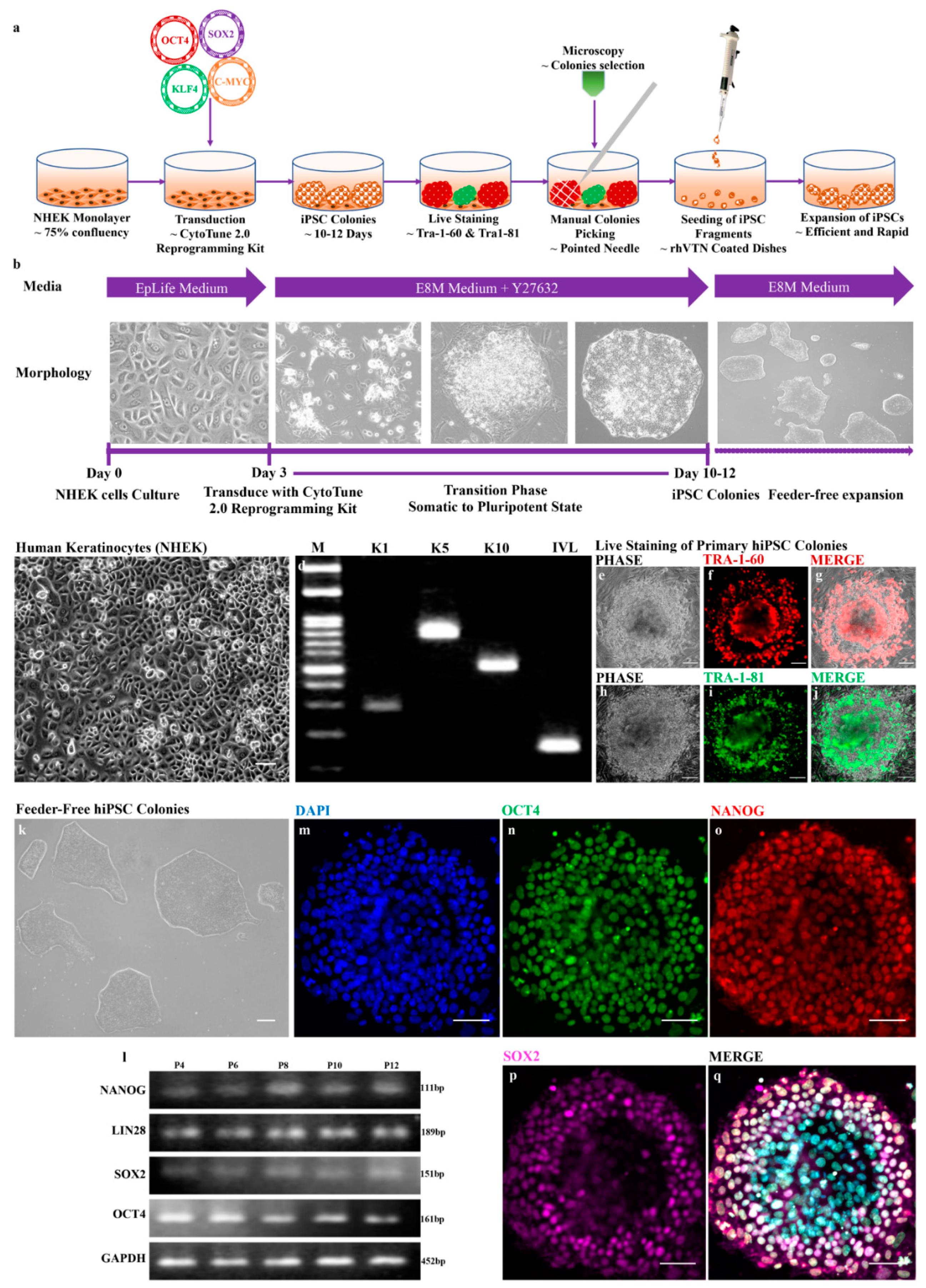 Cells 08 00036 g001