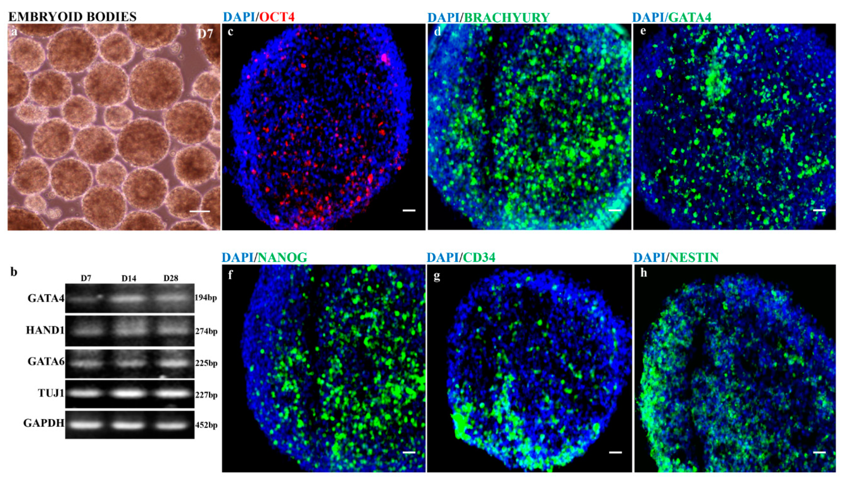 Cells 08 00036 g003