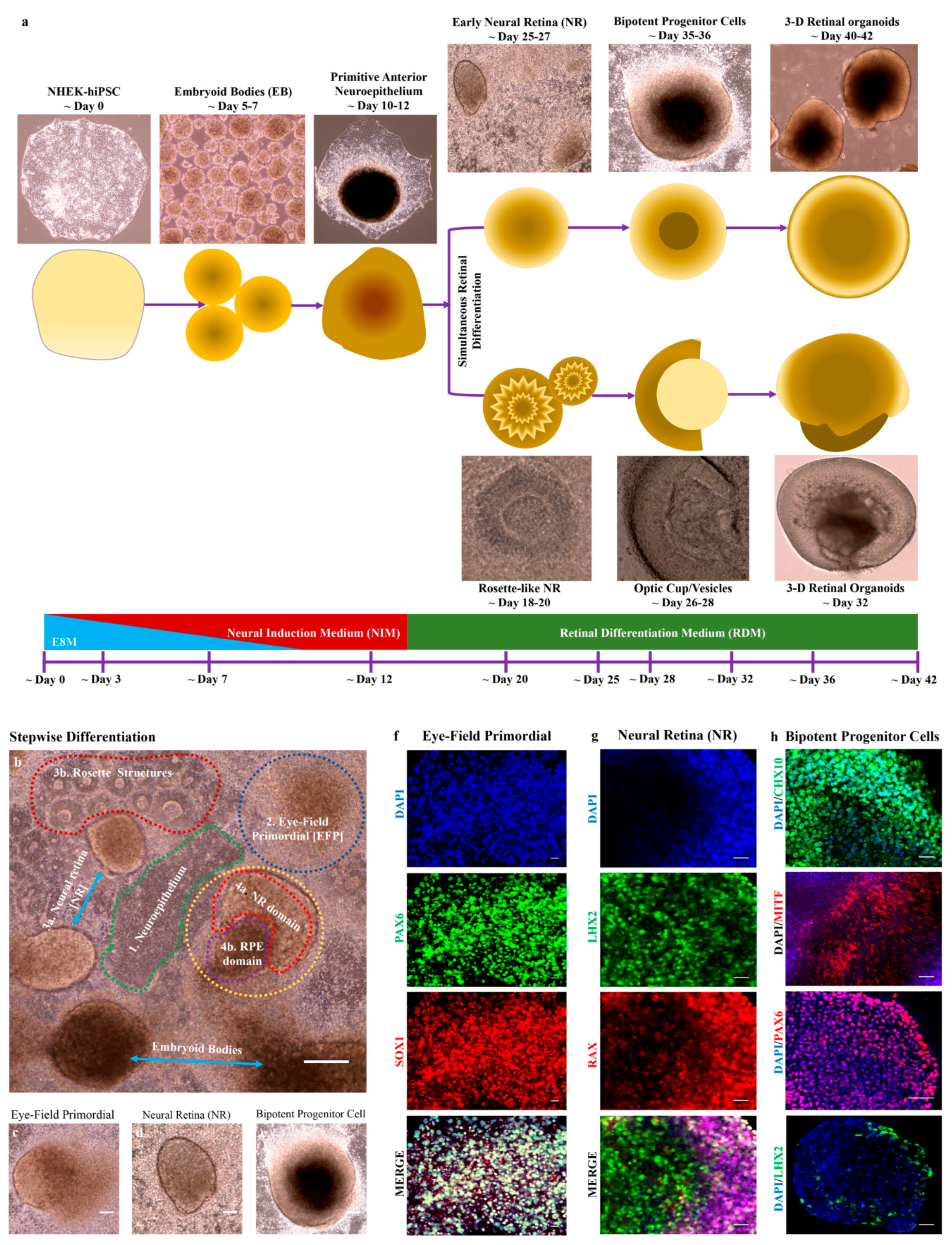 Cells 08 00036 g004