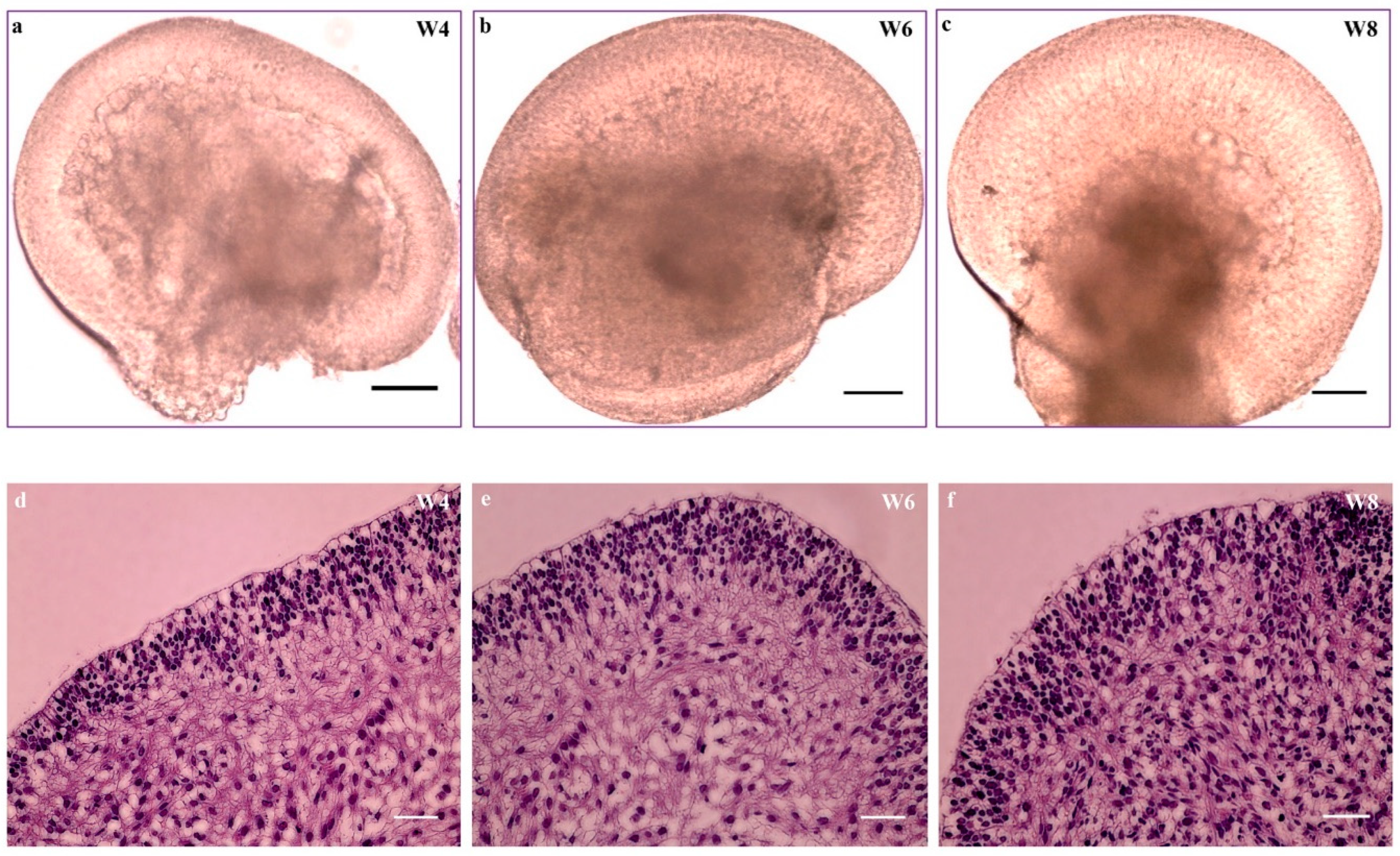 Cells 08 00036 g005