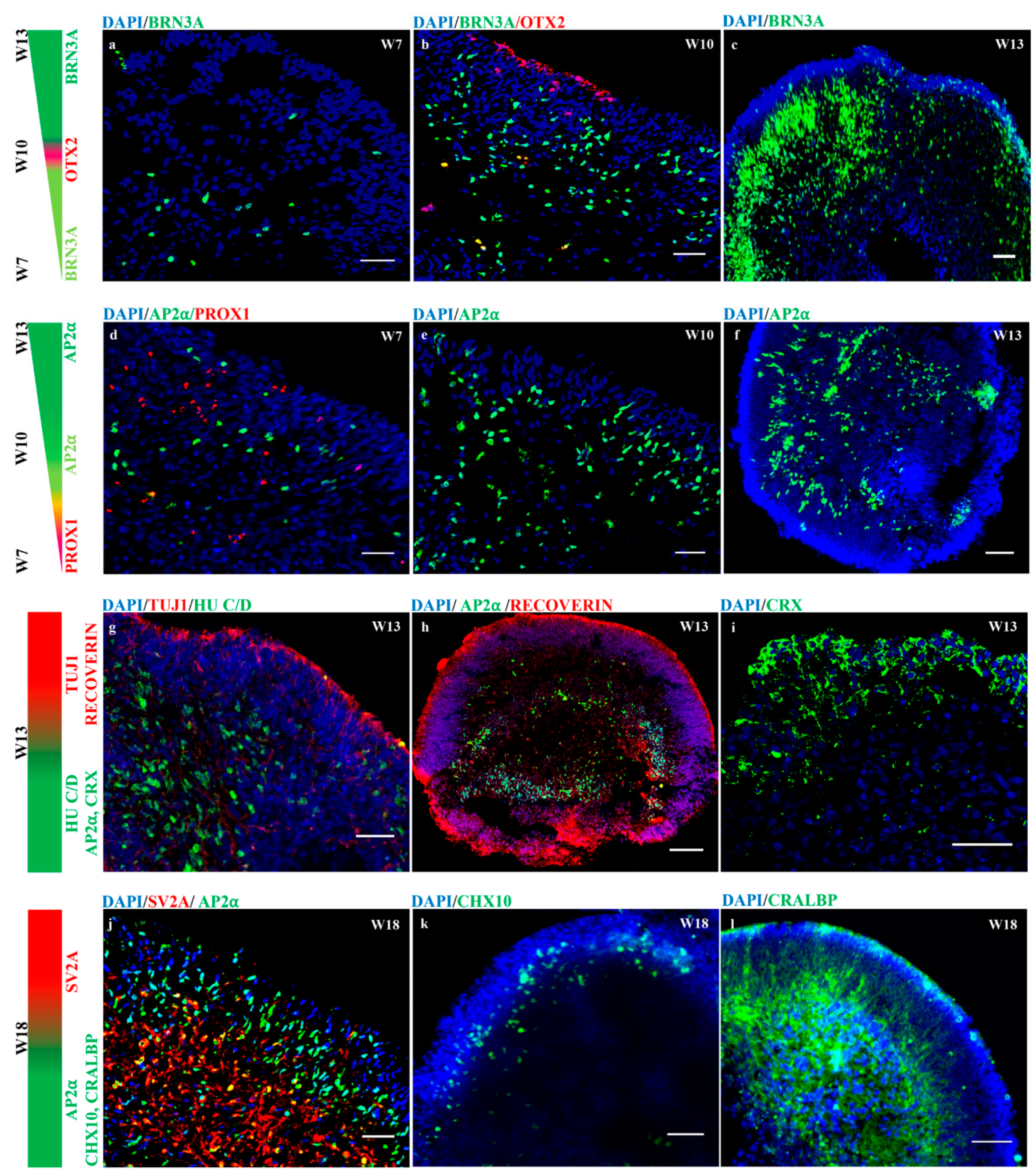 Cells 08 00036 g006