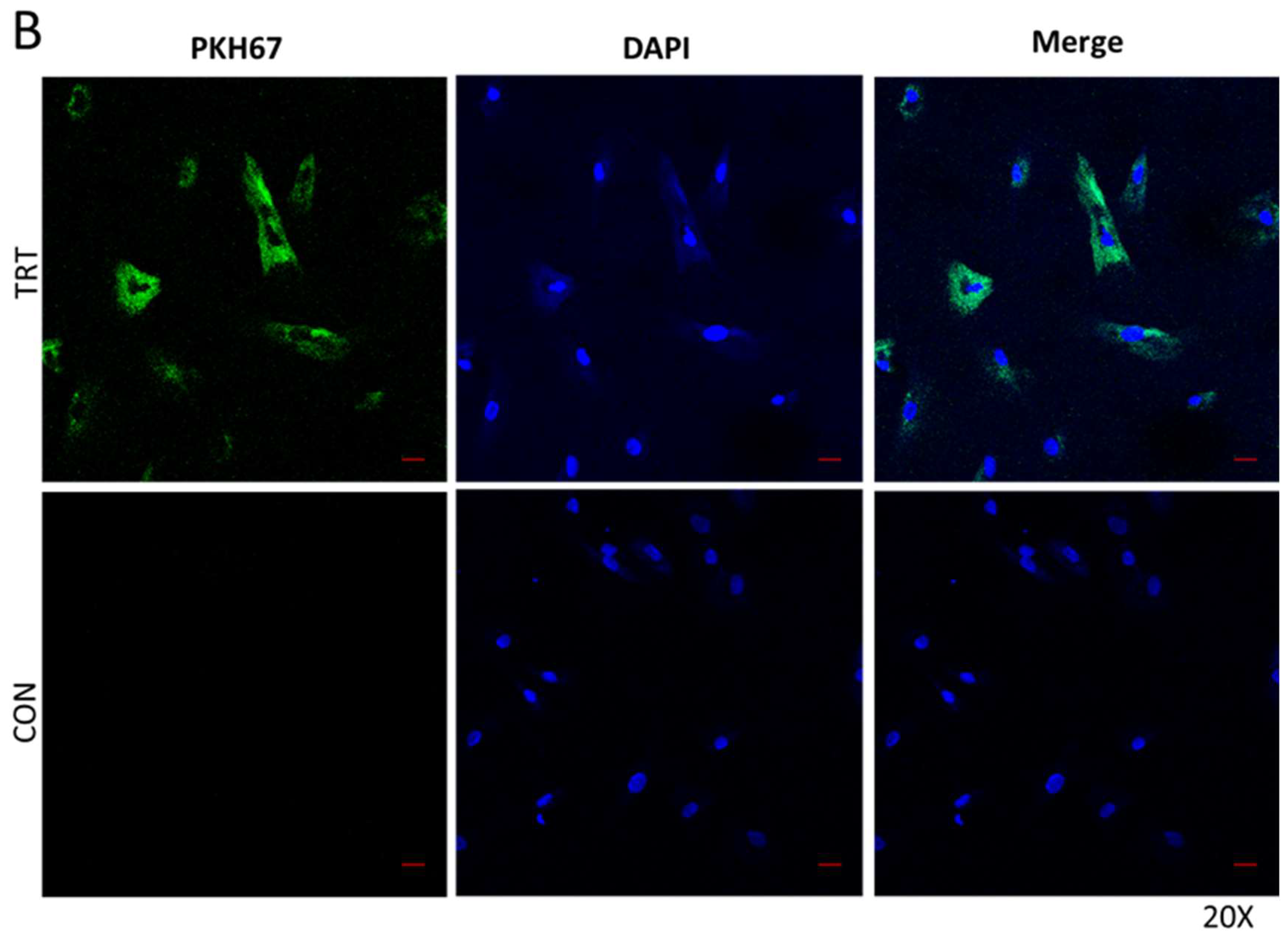 Cells 08 00037 g002b