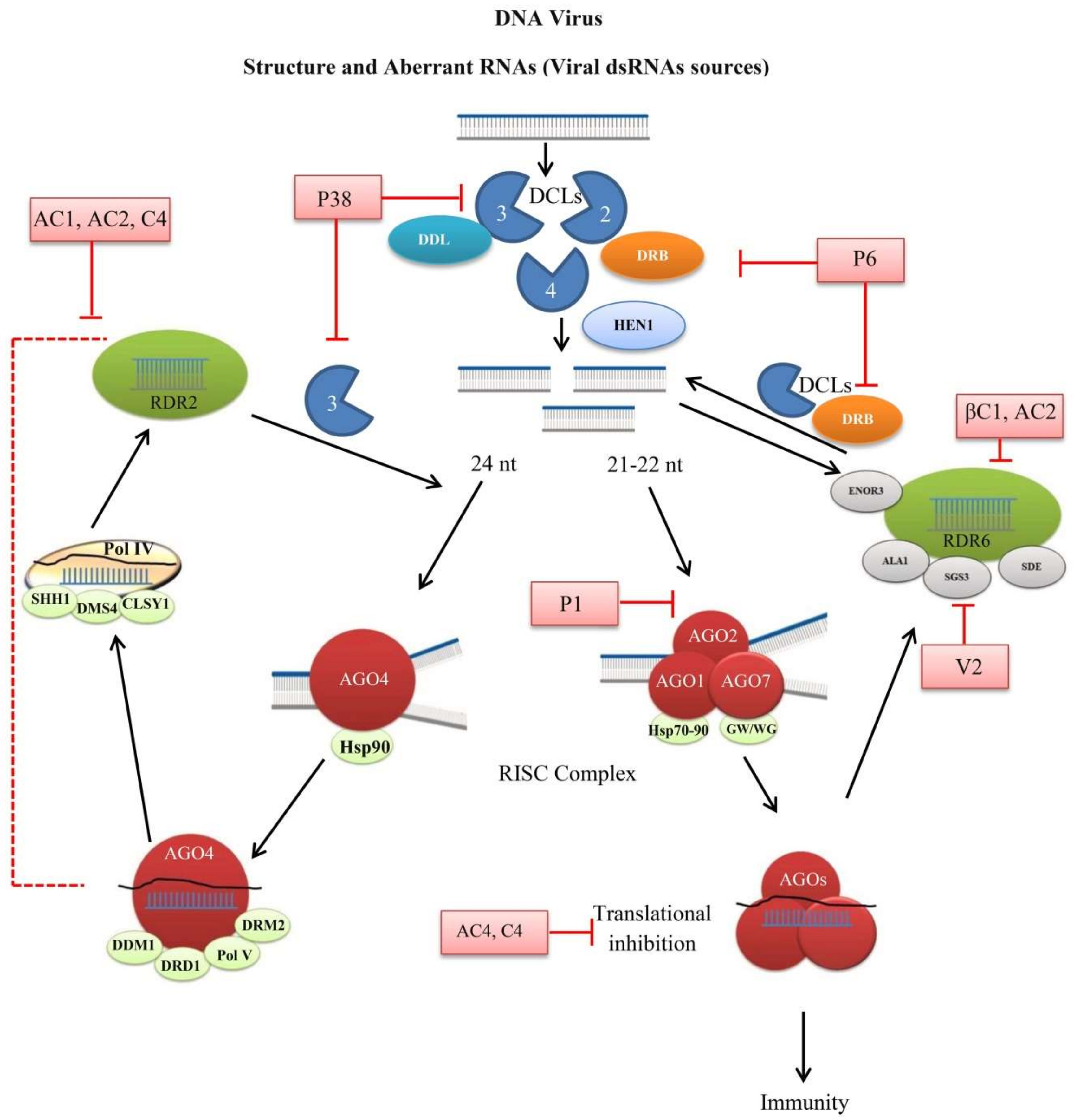 sirna biogenesis anti aging