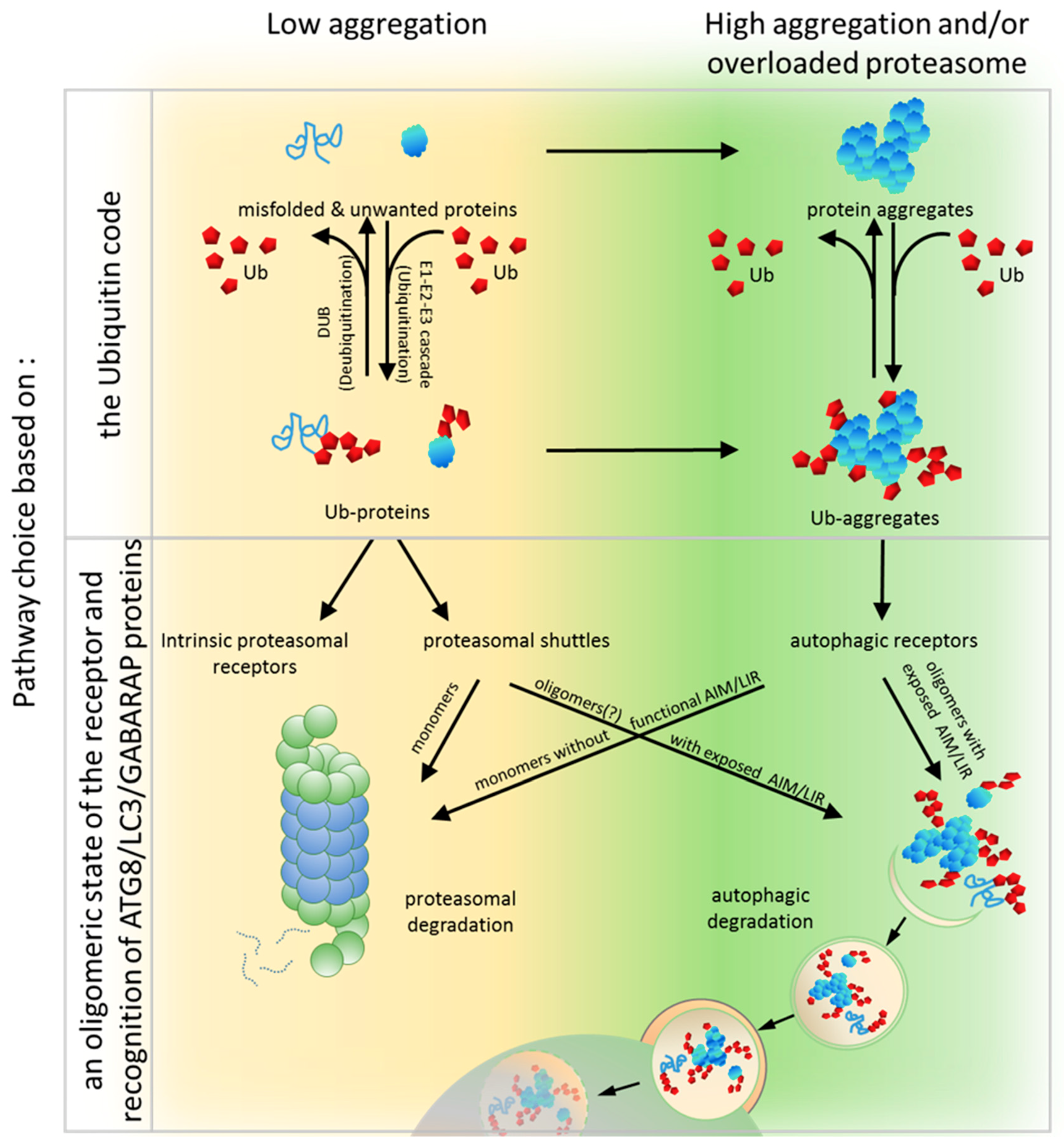 Cells | Free Full-Text | The Roles of Ubiquitin-Binding Protein Shuttles in the Degradative Fate of Ubiquitinated Proteins in the Ubiquitin-Proteasome System and Autophagy | HTML