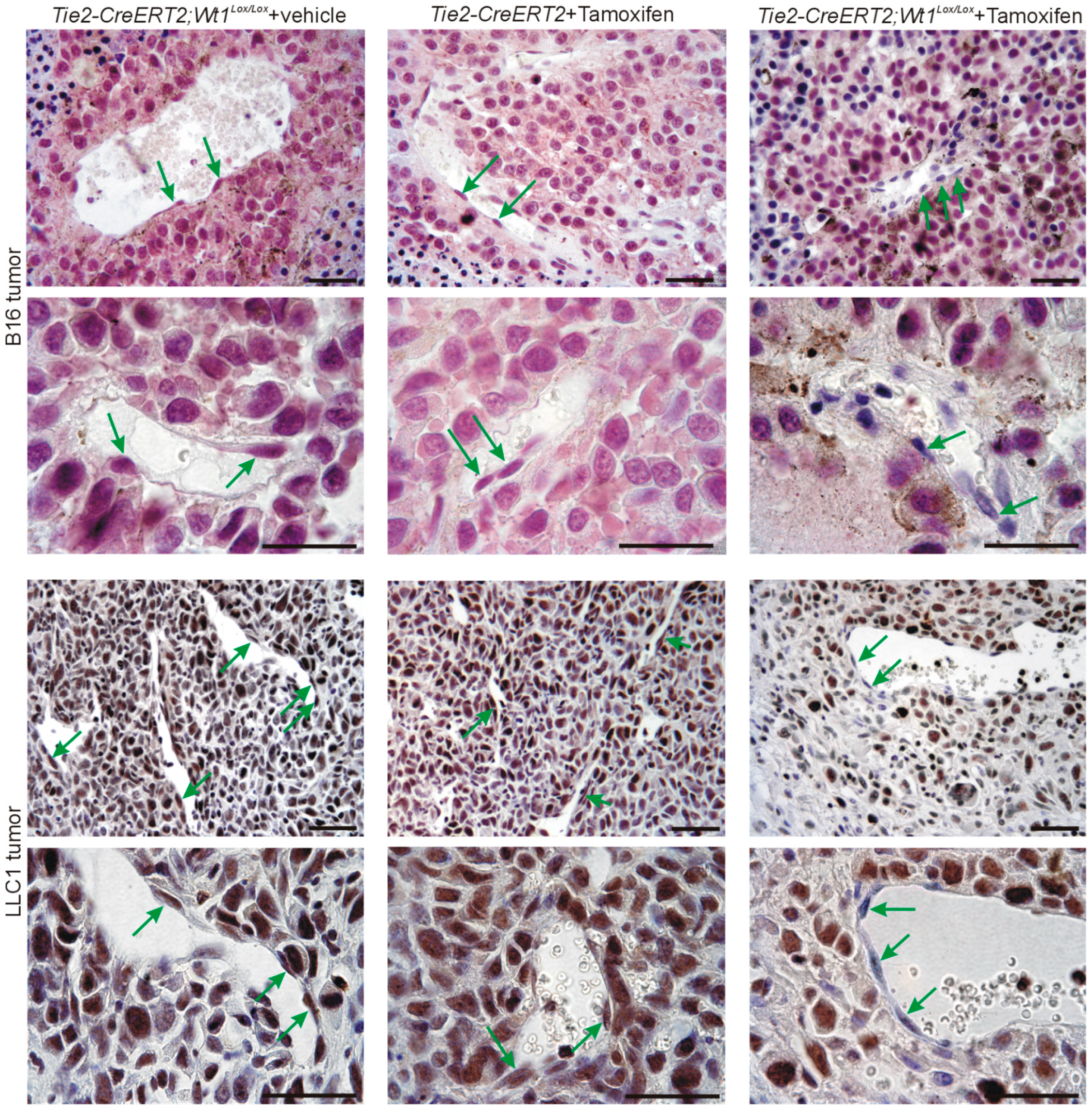 Cells 08 00041 g003 Cells 08 00041 g003