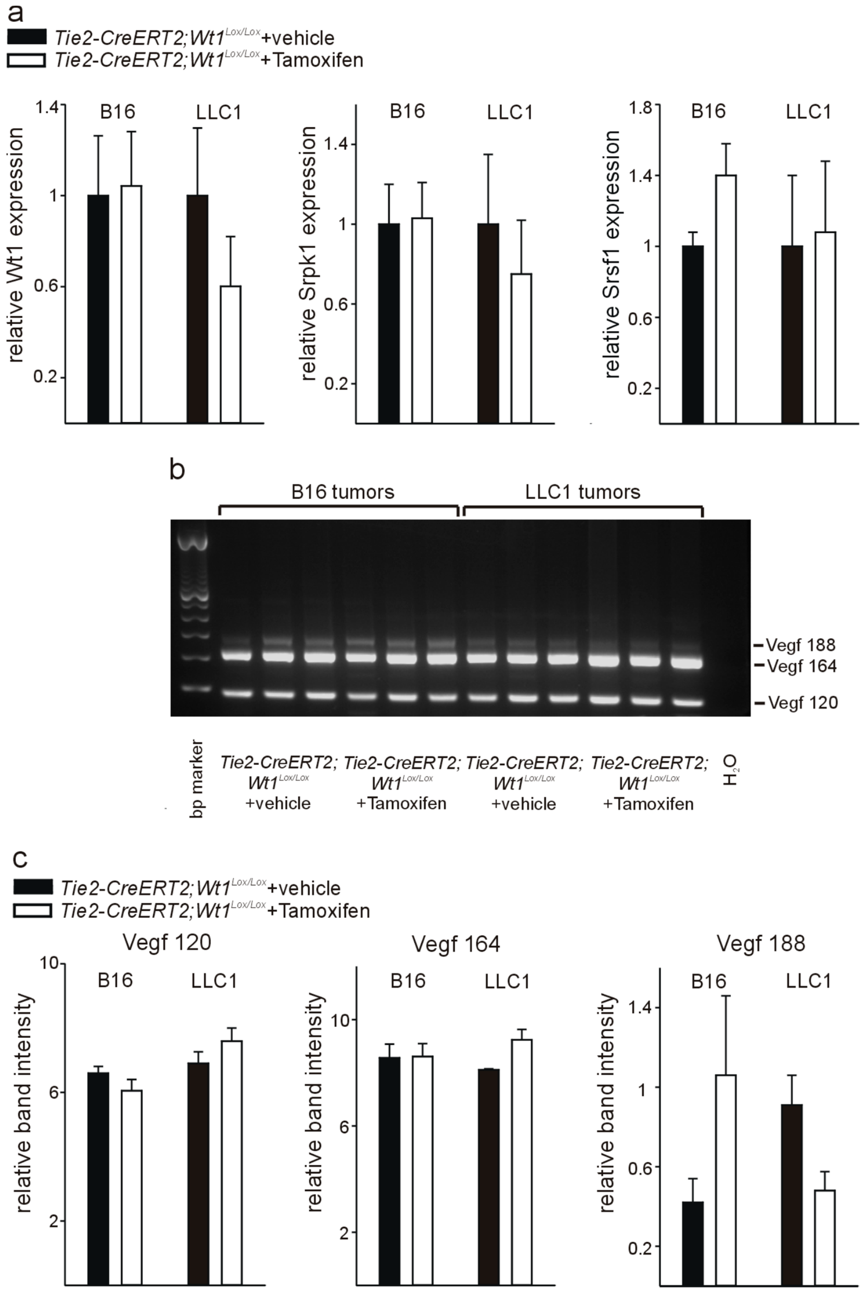 Cells 08 00041 g005 Cells 08 00041 g005